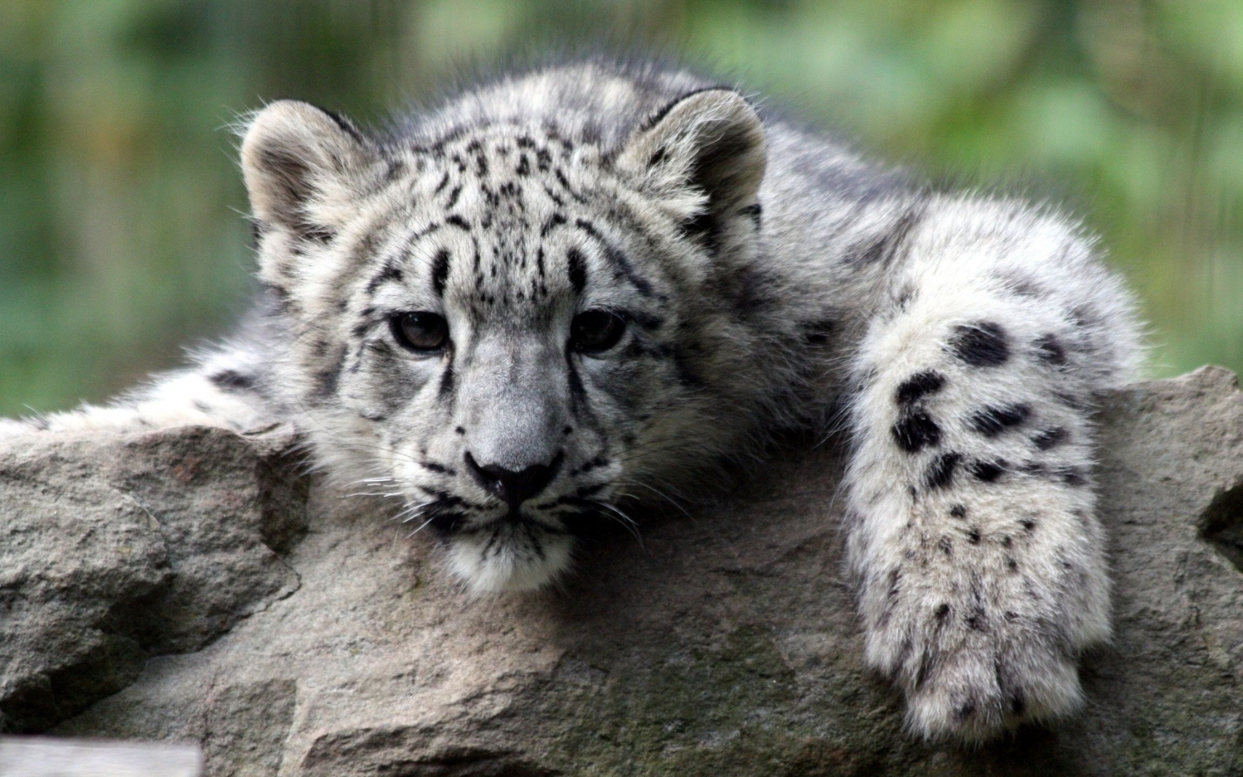 Snow Leopard, Cubs wallpapers, Top free, 2560x1600 HD Desktop