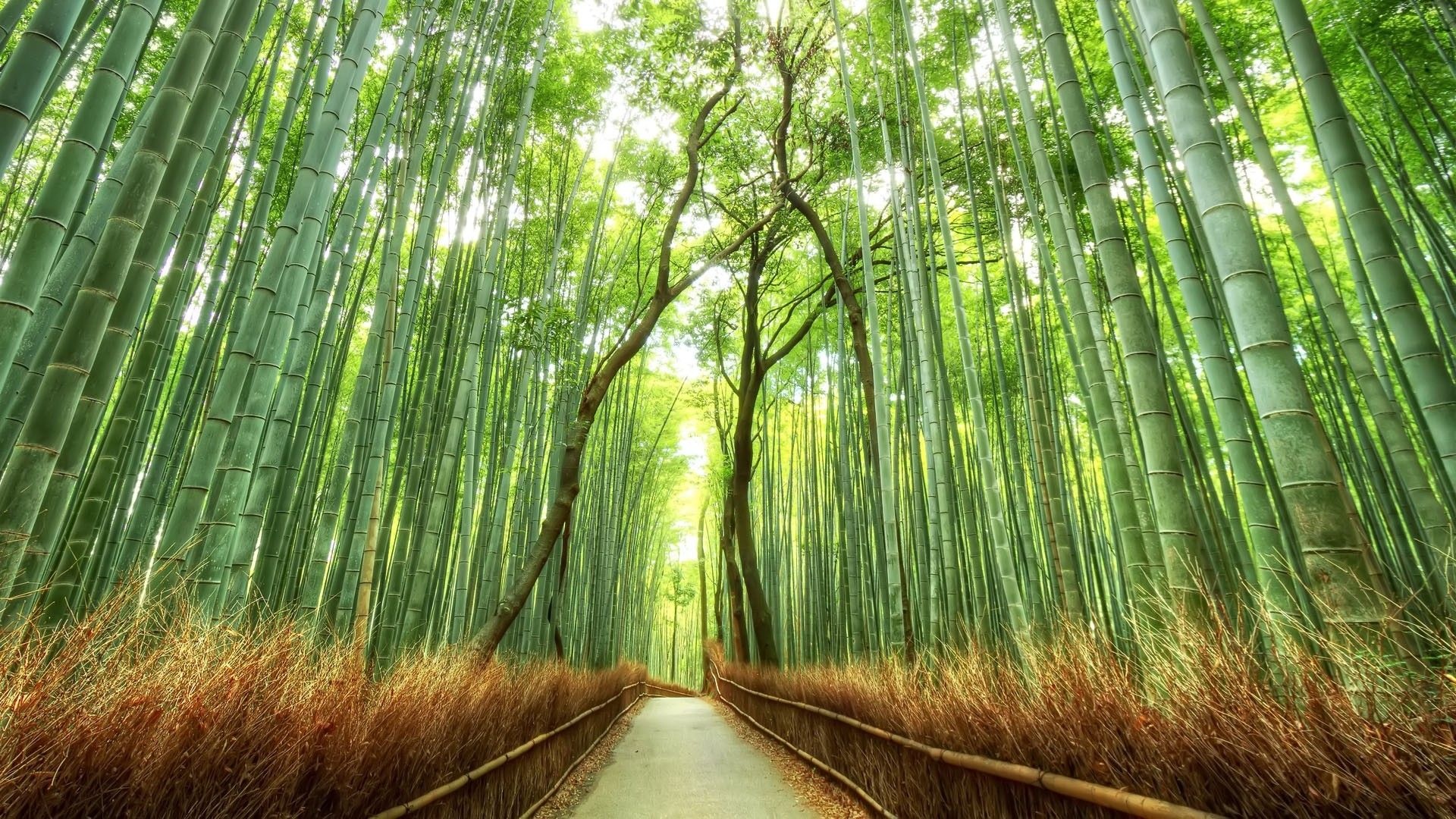 Bamboo: Forest, A giant woody grass which is grown chiefly in the tropics, An arborescent grass. 1920x1080 Full HD Wallpaper.