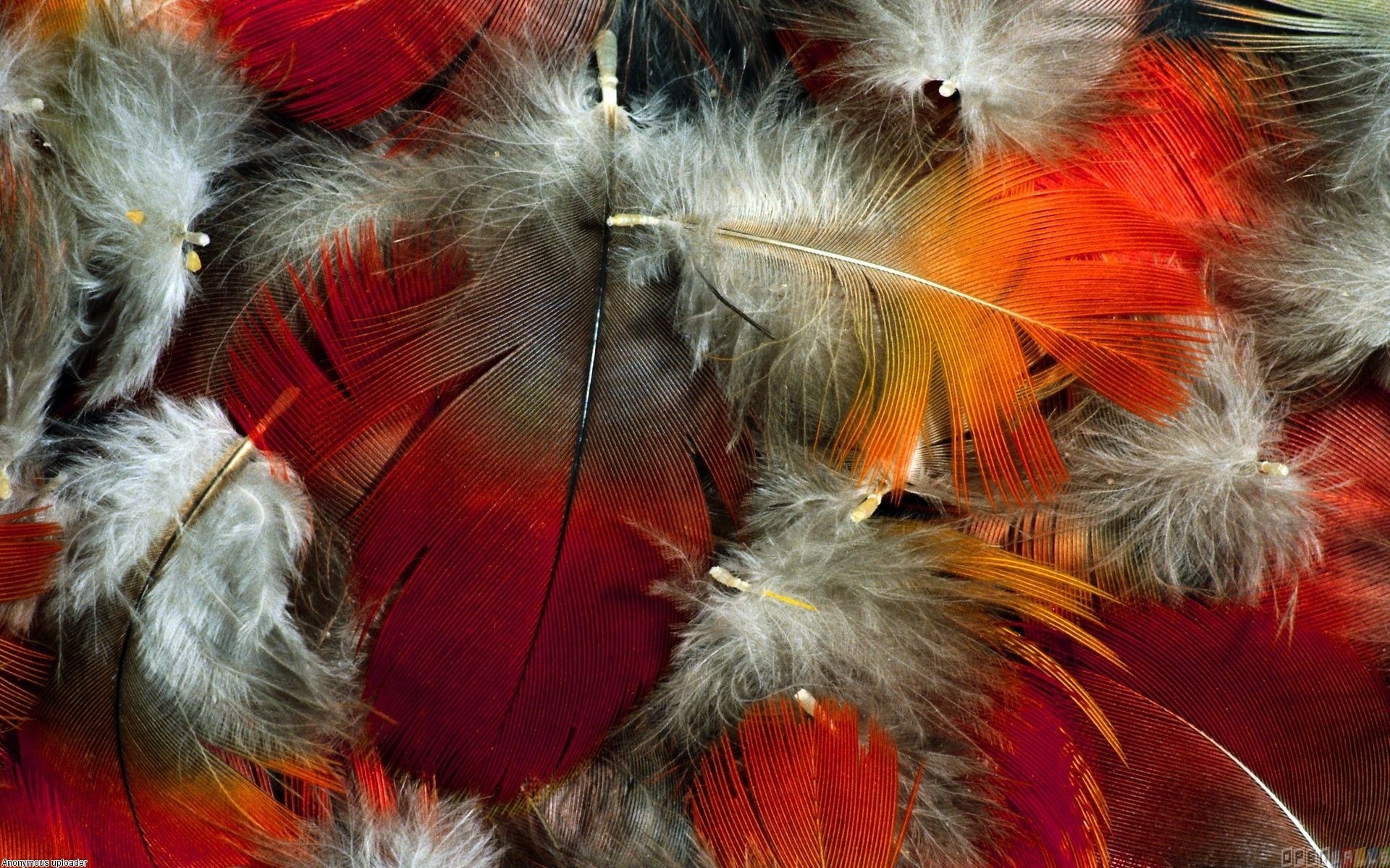 Feather: The light fluffy coating, Feathery. 1920x1200 HD Wallpaper.