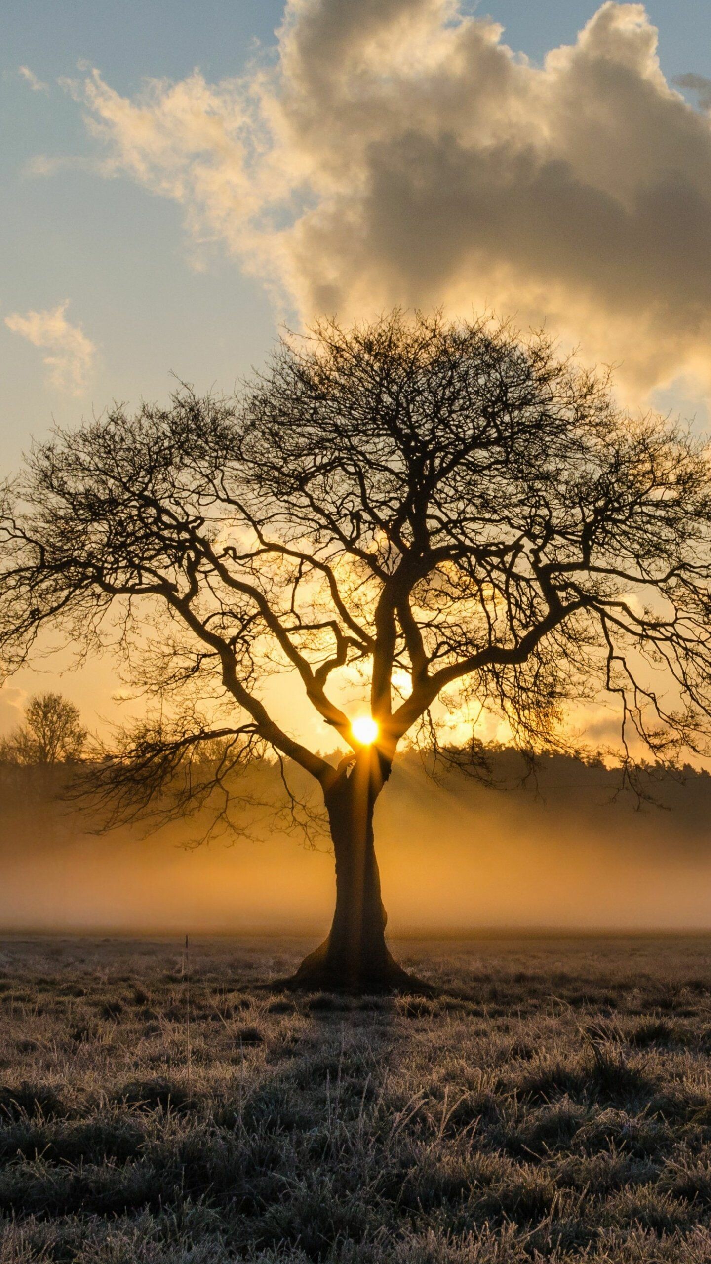 Tree, Nature, Sunrise in the Trees Wallpaper, 1440x2560 HD Phone