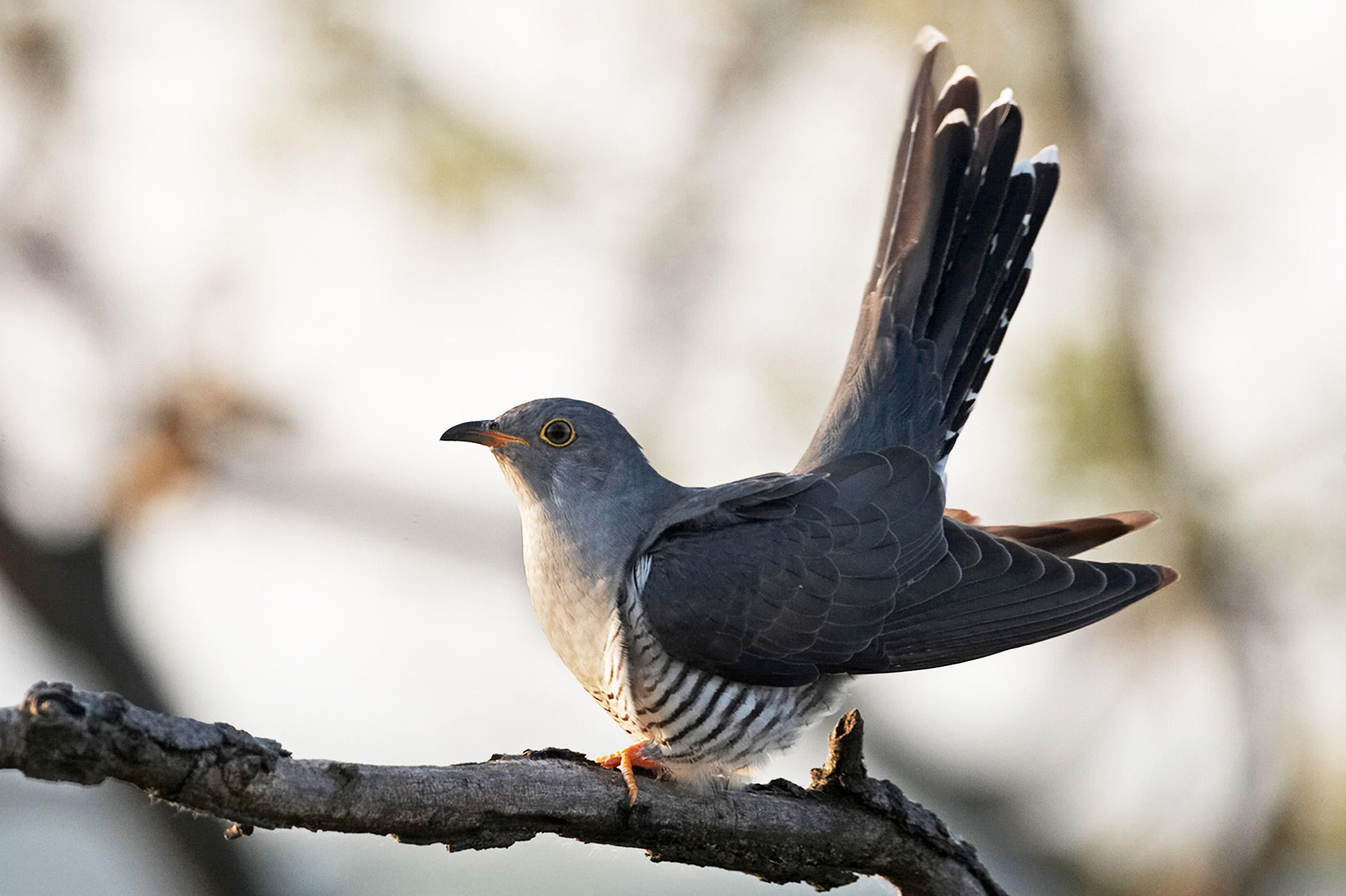 Cuckoo wallpapers, Timeless beauty, Feathered delight, Captivating avian, 2400x1600 HD Desktop