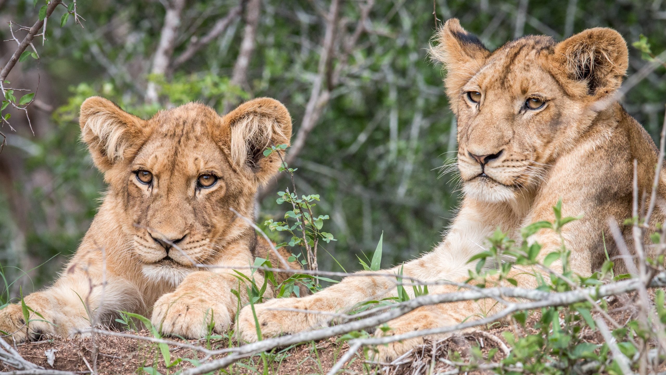 Kruger Park safari, Two-night package, Wildlife adventures, Safari dreams, 2560x1440 HD Desktop