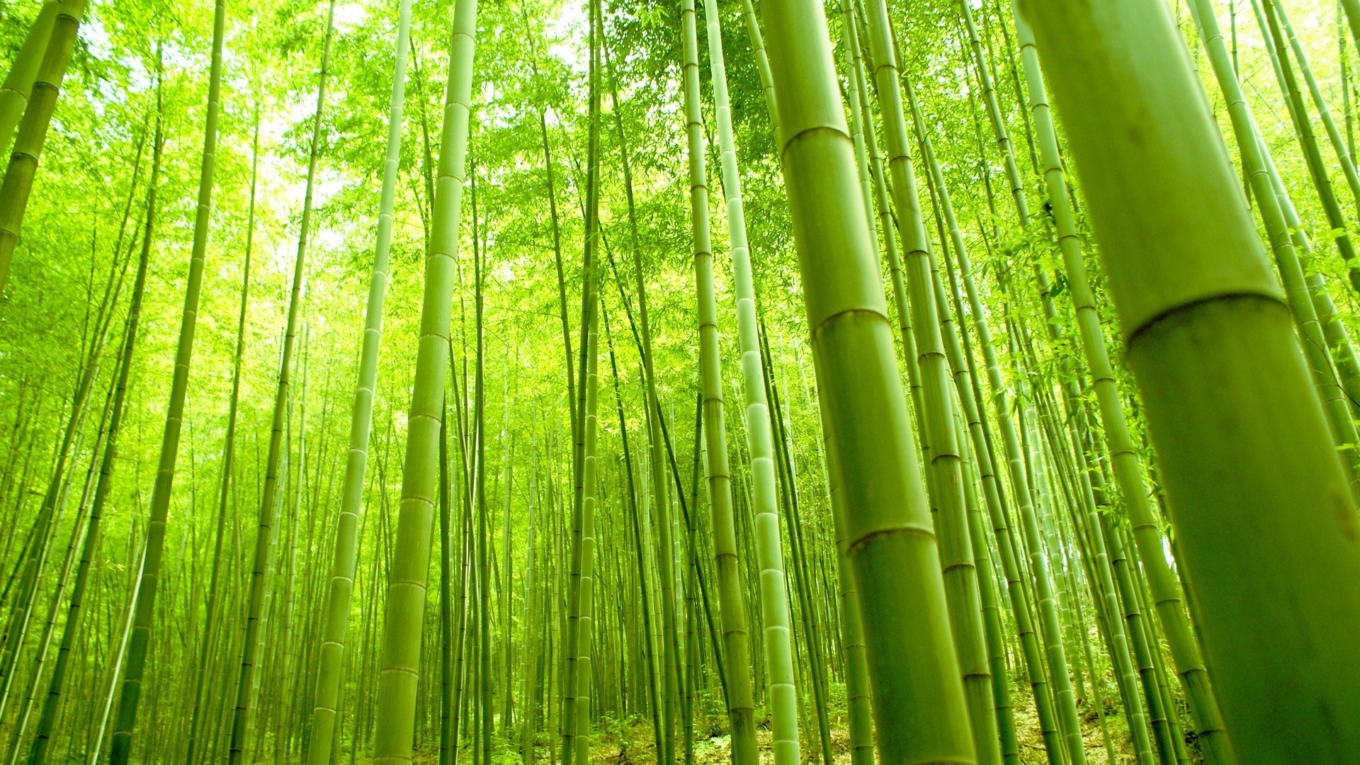 Bamboo: Green forest, Nature, Plant of a genus of perennial evergreen plants in the cereal family. 1920x1080 Full HD Background.