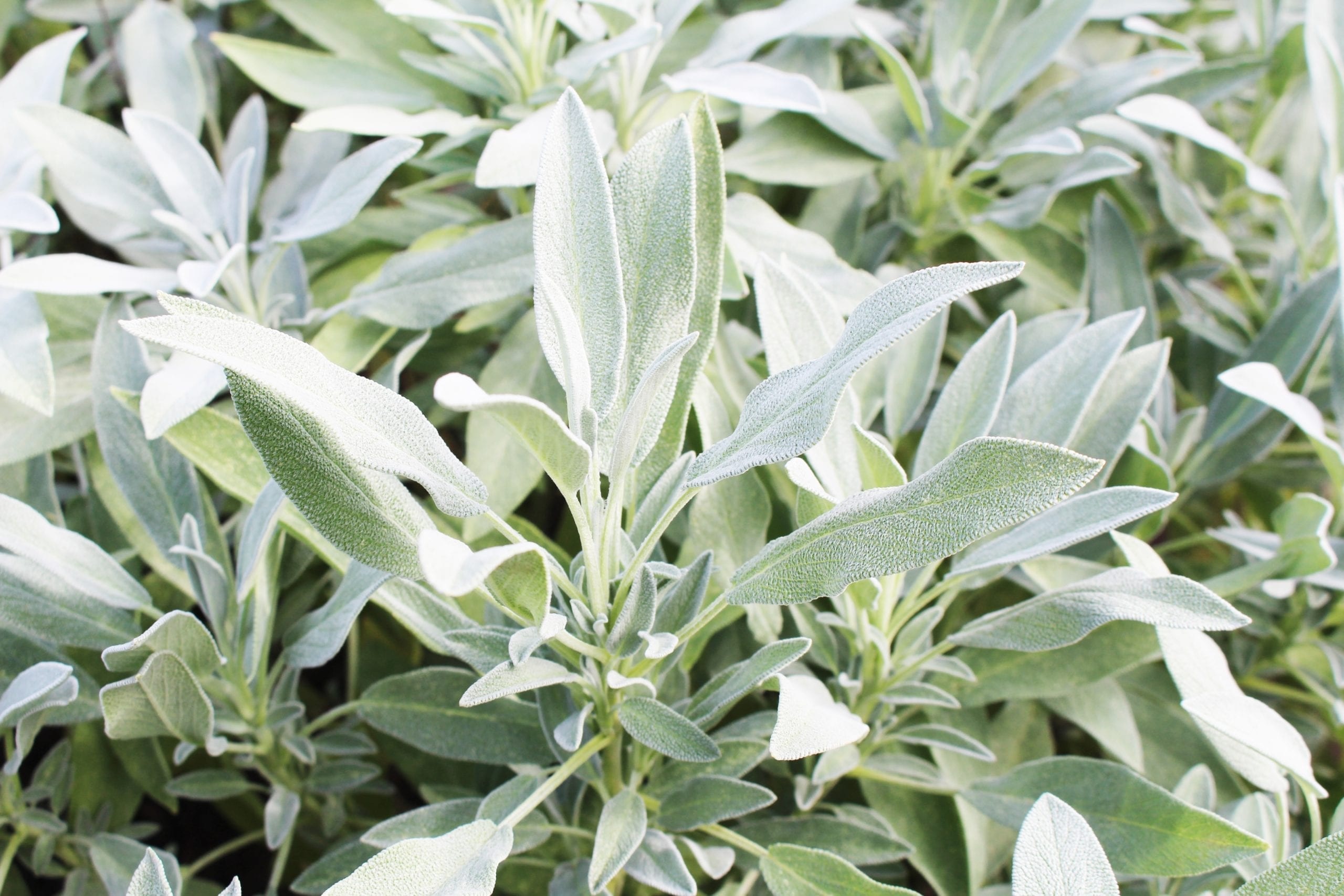 Sage herb, Sage advice, Flavorful herb, Table life, 2560x1710 HD Desktop
