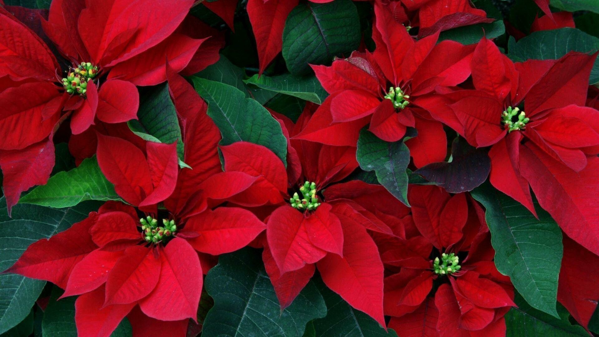 Poinsettia: Poinsettias have also been called the lobster flower and the flame-leaf flower, due to the red color. 1920x1080 Full HD Background.