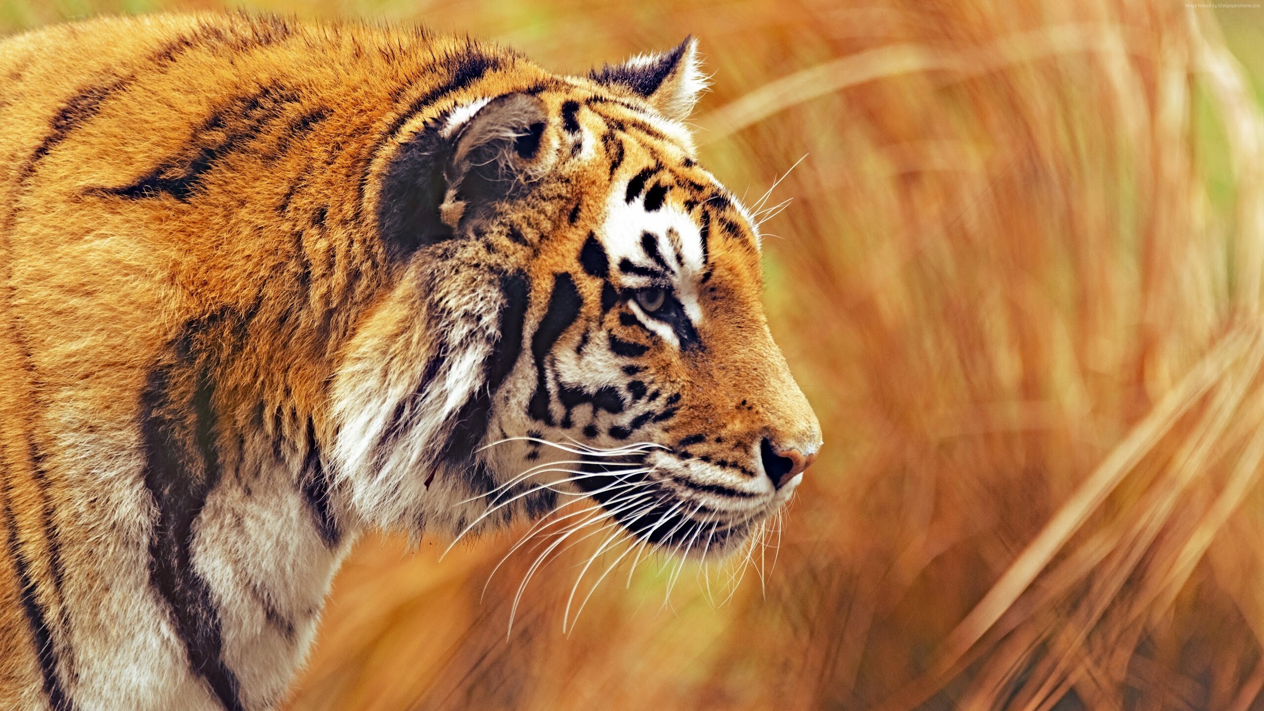Tiger: Easily recognized by its coat of reddish-orange with dark stripes, Terrestrial animal. 2560x1440 HD Background.