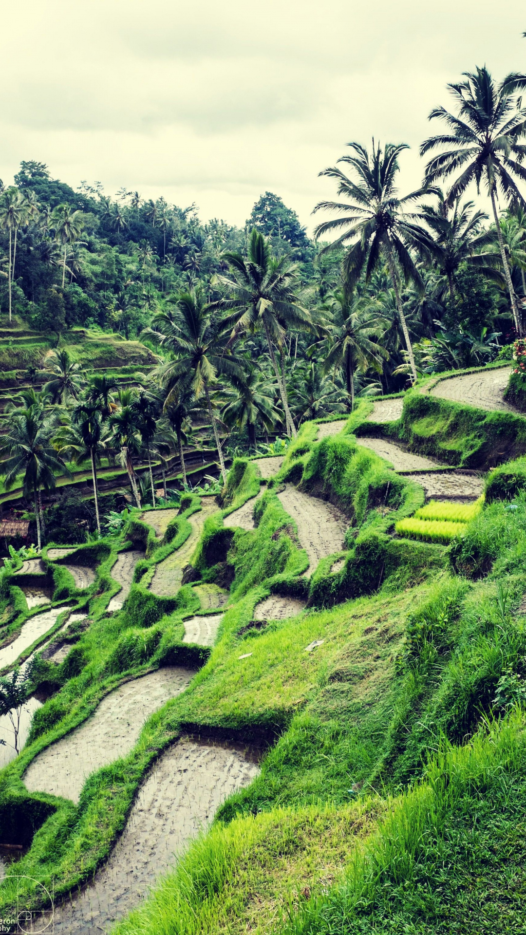 Amazing rice fields, Ubud Indonesia, Captivating wallpaper, Natural wonders, 1080x1920 Full HD Phone