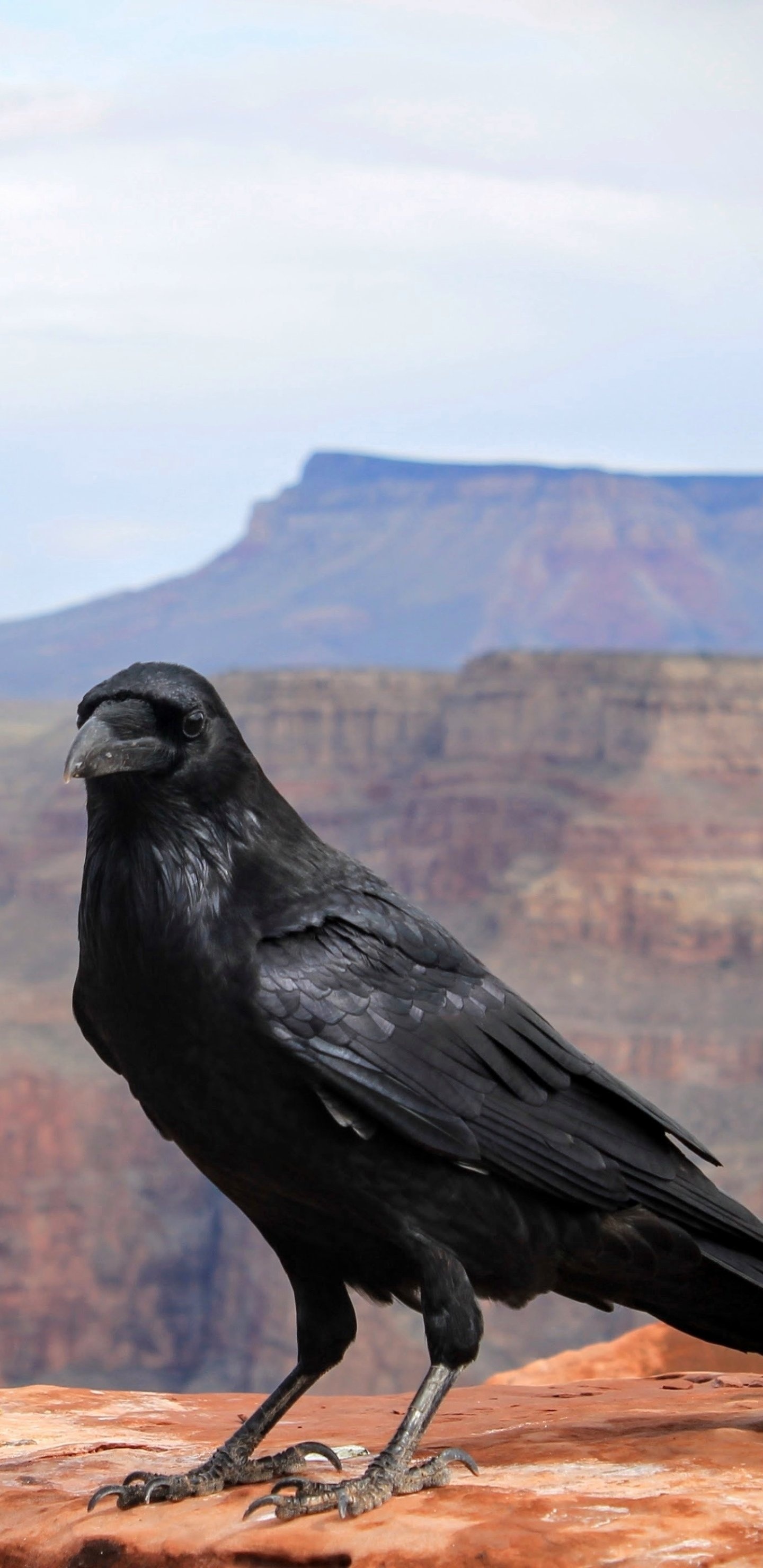 Animal crow, Crow species, Avian creature, 1440x2960 HD Phone