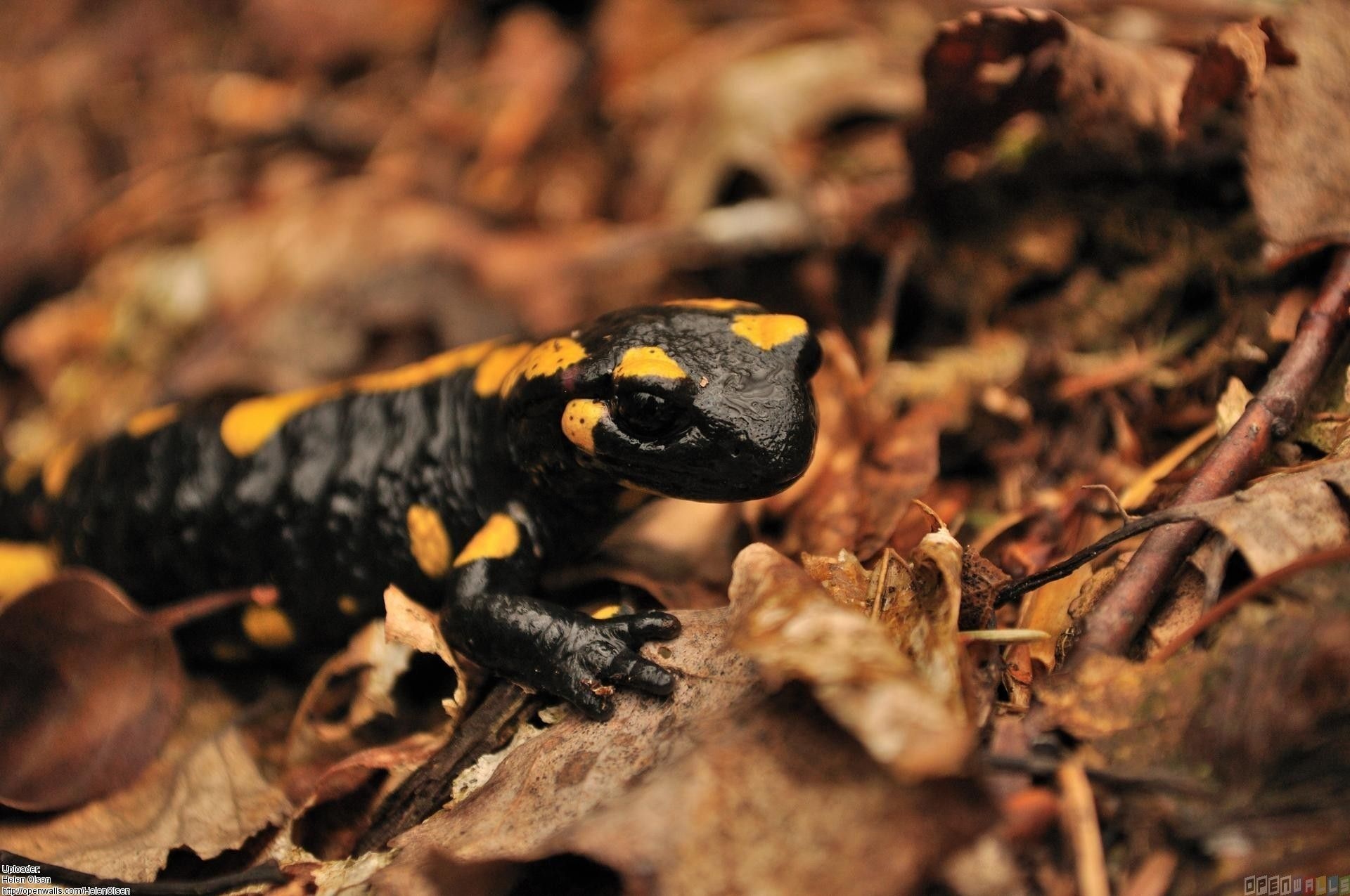 Salamander species diversity, Amazing amphibians, Nature's wonders, Exquisite patterns, 1920x1280 HD Desktop