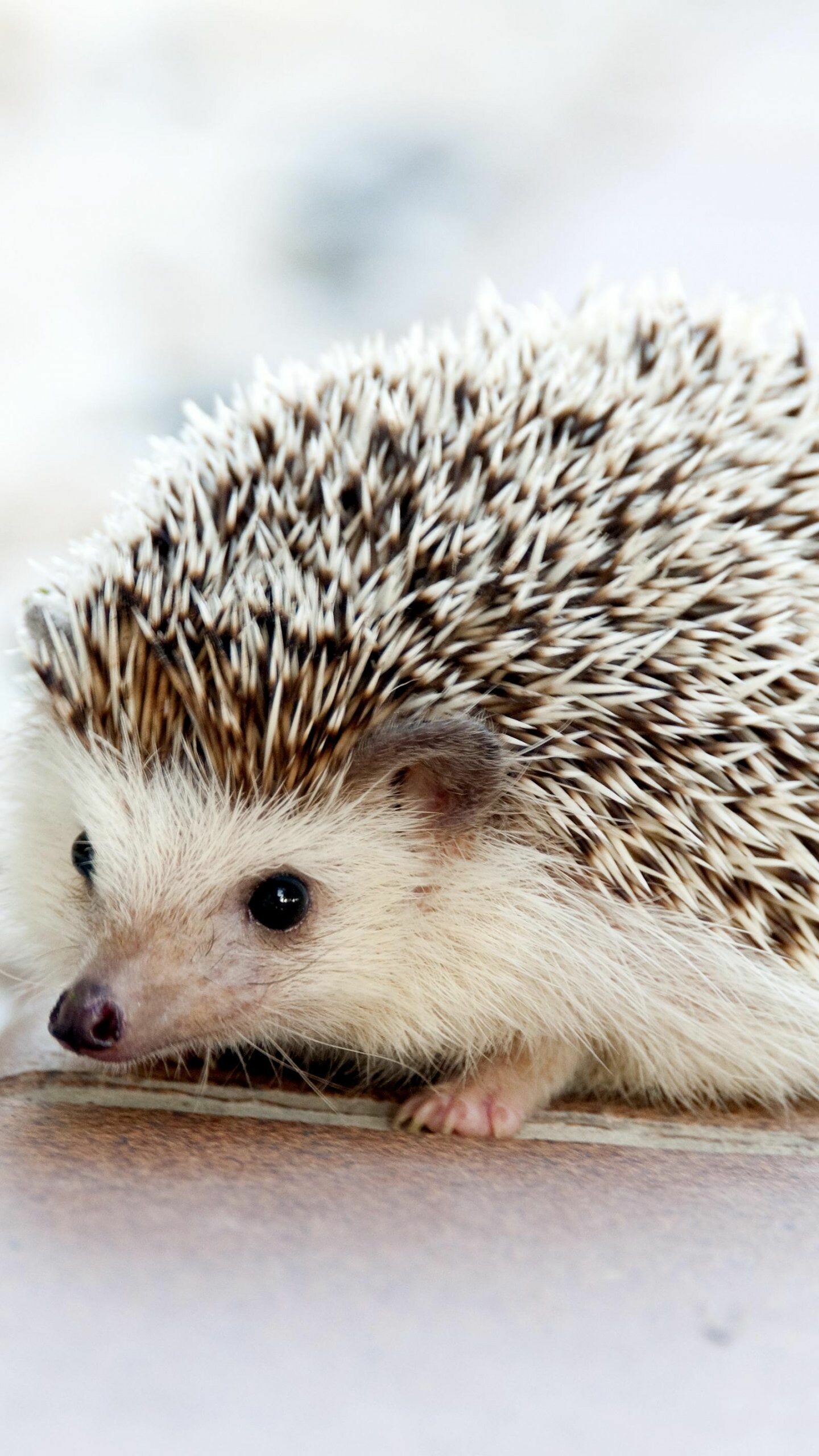 Hedgehog: A spiny mammal that belongs to the family Erinaceidae. 1440x2560 HD Wallpaper.