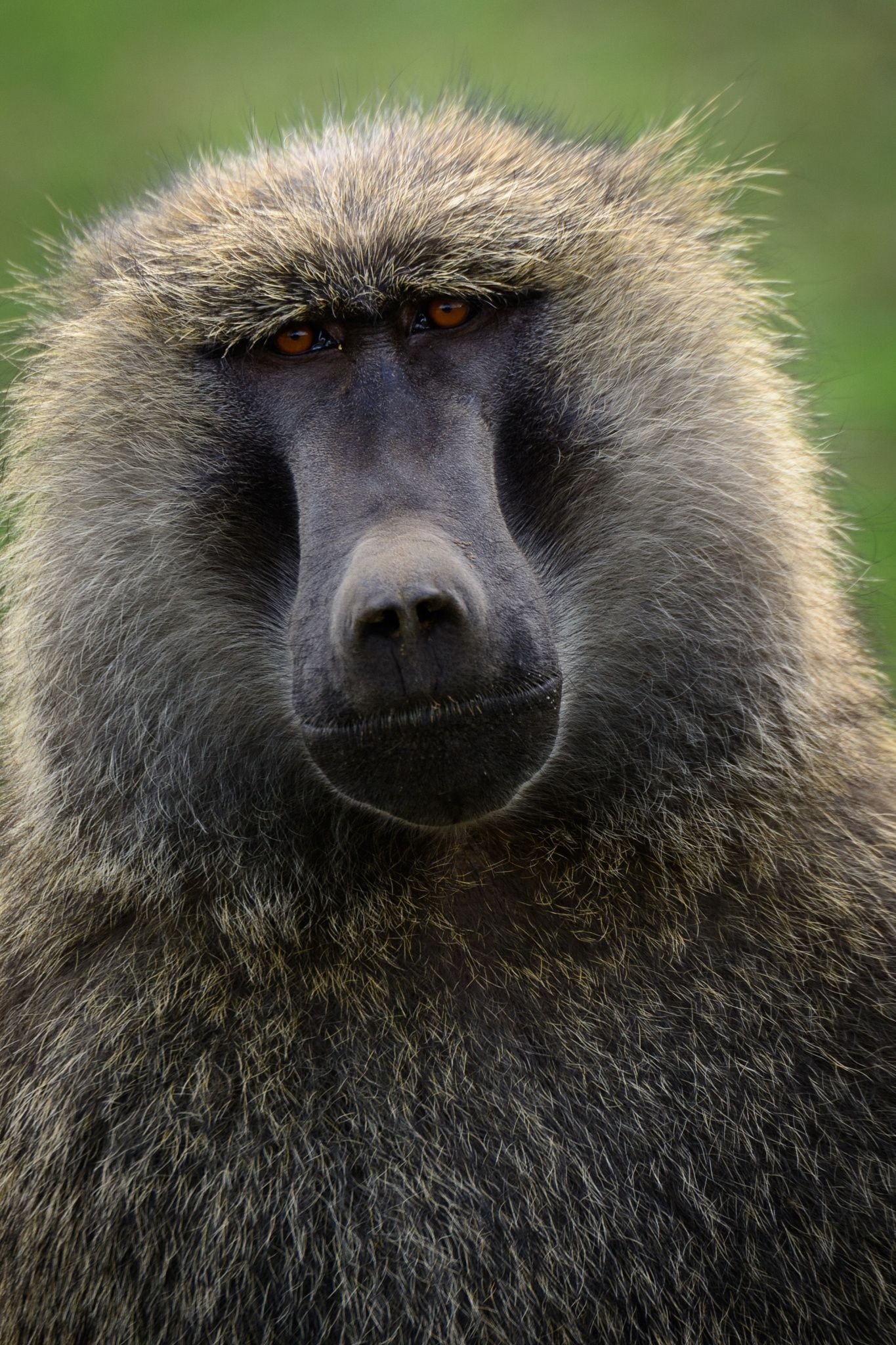Primates collection, Olive baboon, African fauna, Natural inspiration, 1370x2050 HD Handy