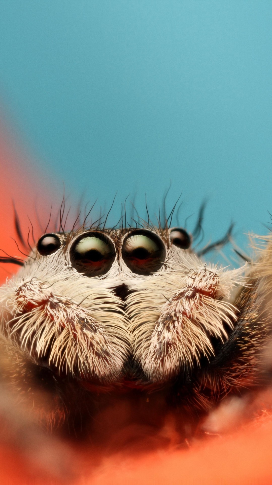 Jumping spider wallpaper, High-resolution images, Macro photography, Wall-worthy, 1080x1920 Full HD Phone