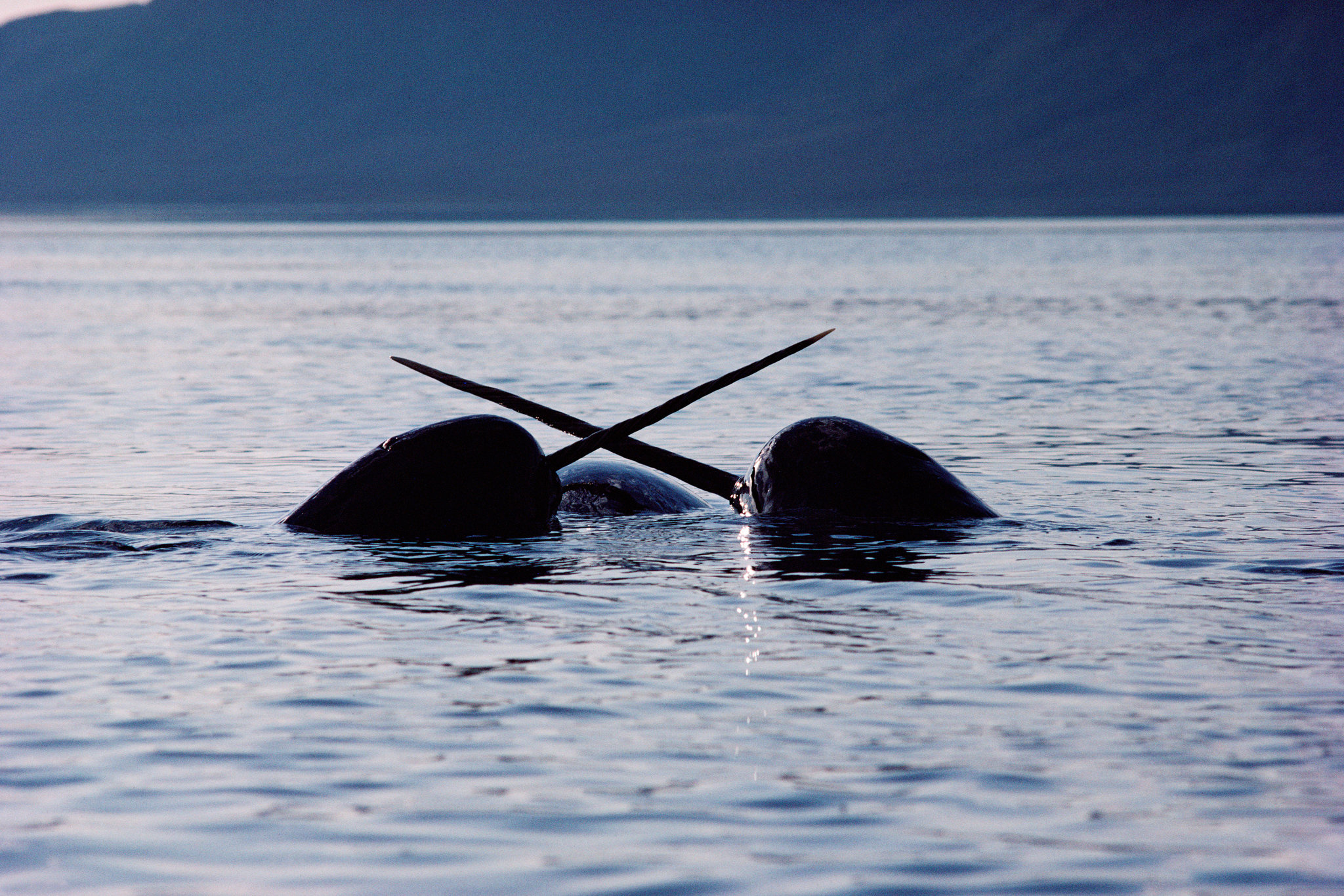 Narwhal, Tusked whales of the Arctic, See with sound, 2050x1370 HD Desktop