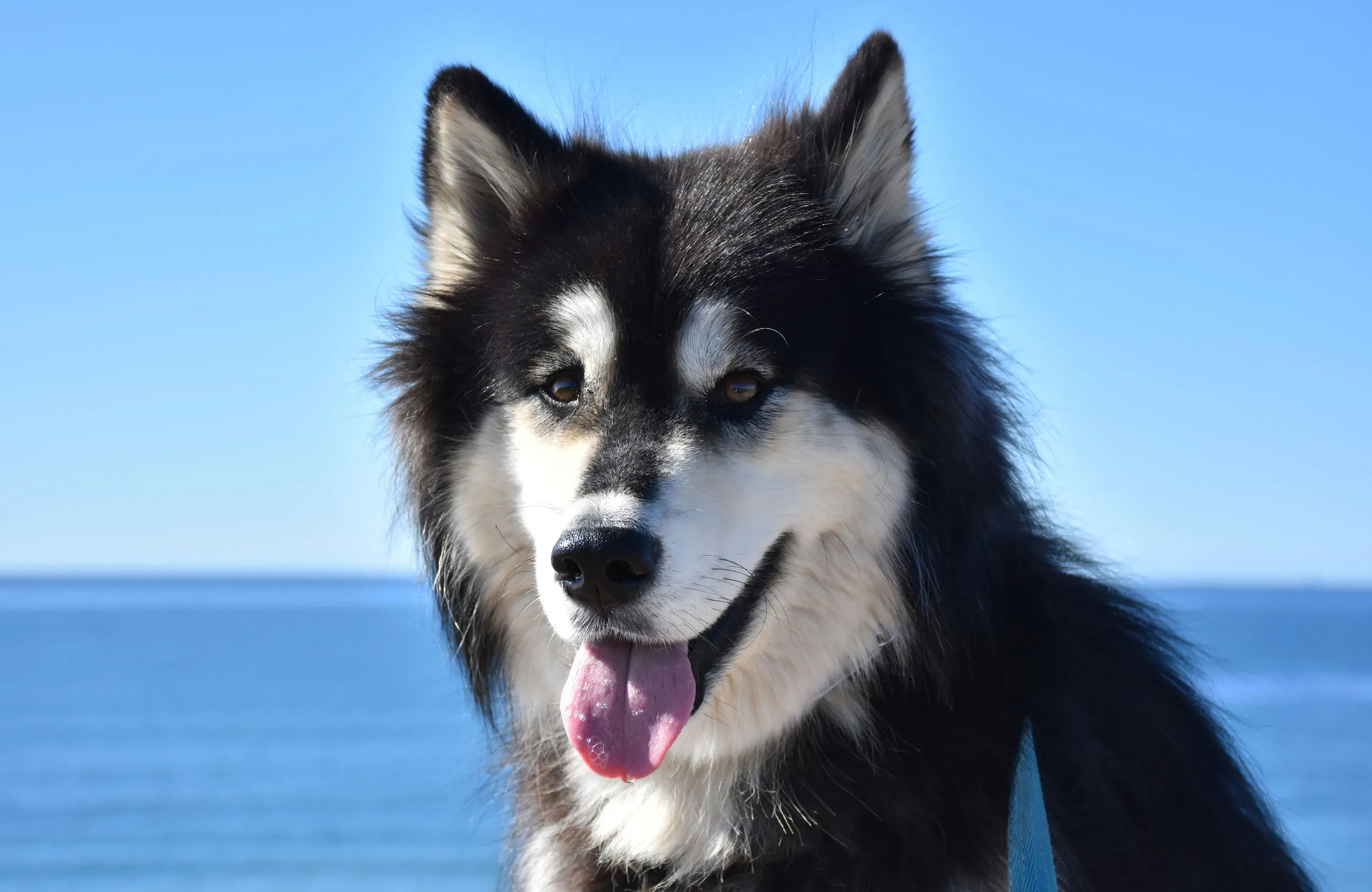 Sled dog breeds, Smart dog guide, Alusky information, Active and intelligent, 2540x1660 HD Desktop