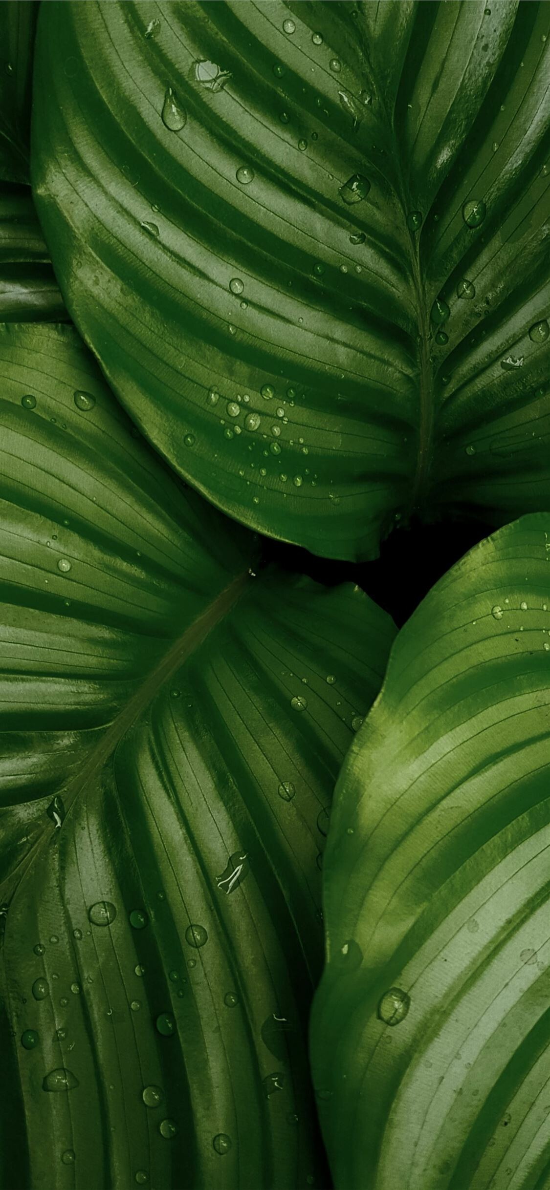 Leaf: Can change color as the seasons change, Greenery. 1130x2440 HD Wallpaper.