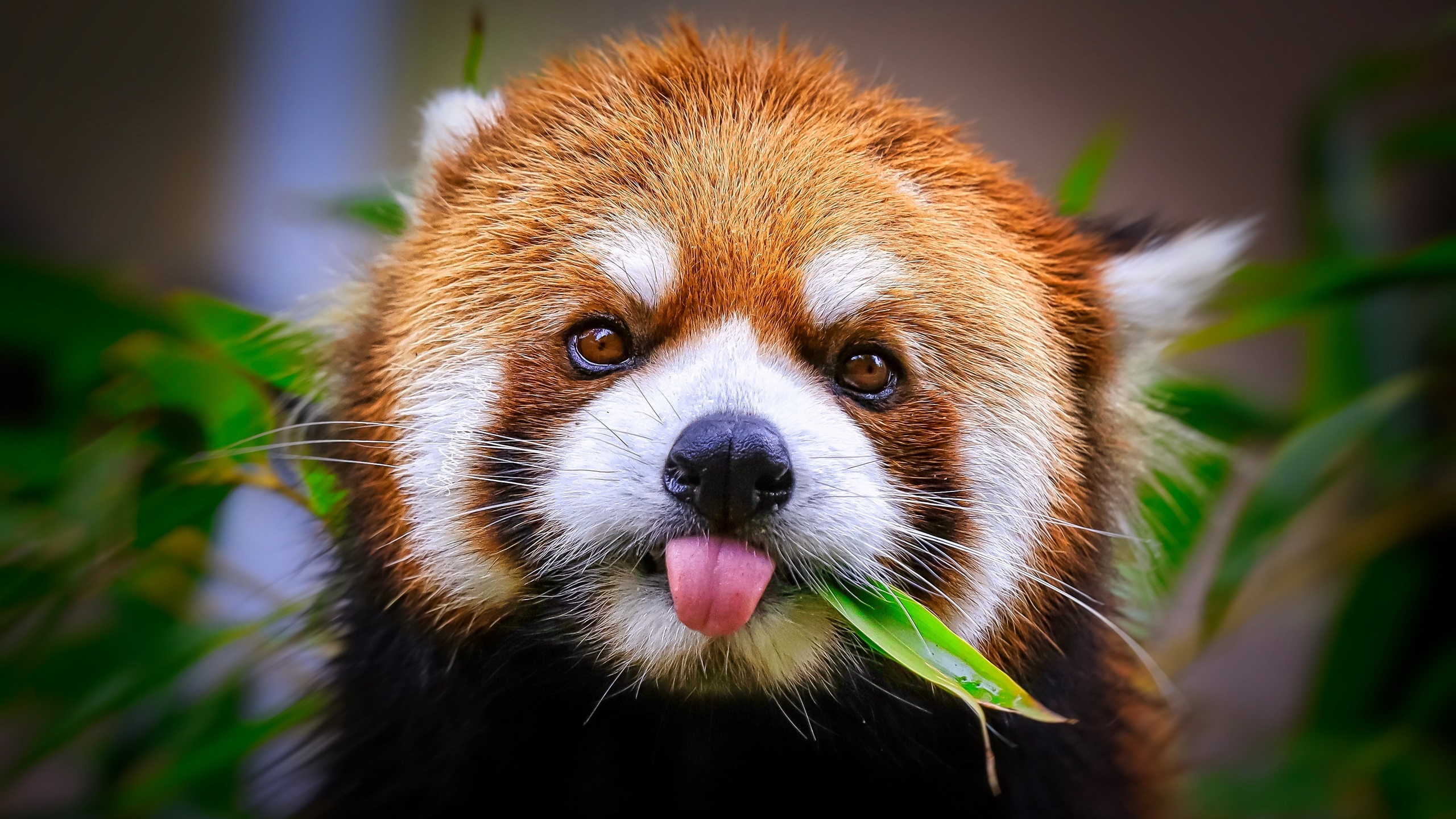 Red panda tongues animals, Mammals wallpaper, 2560x1440 HD Desktop