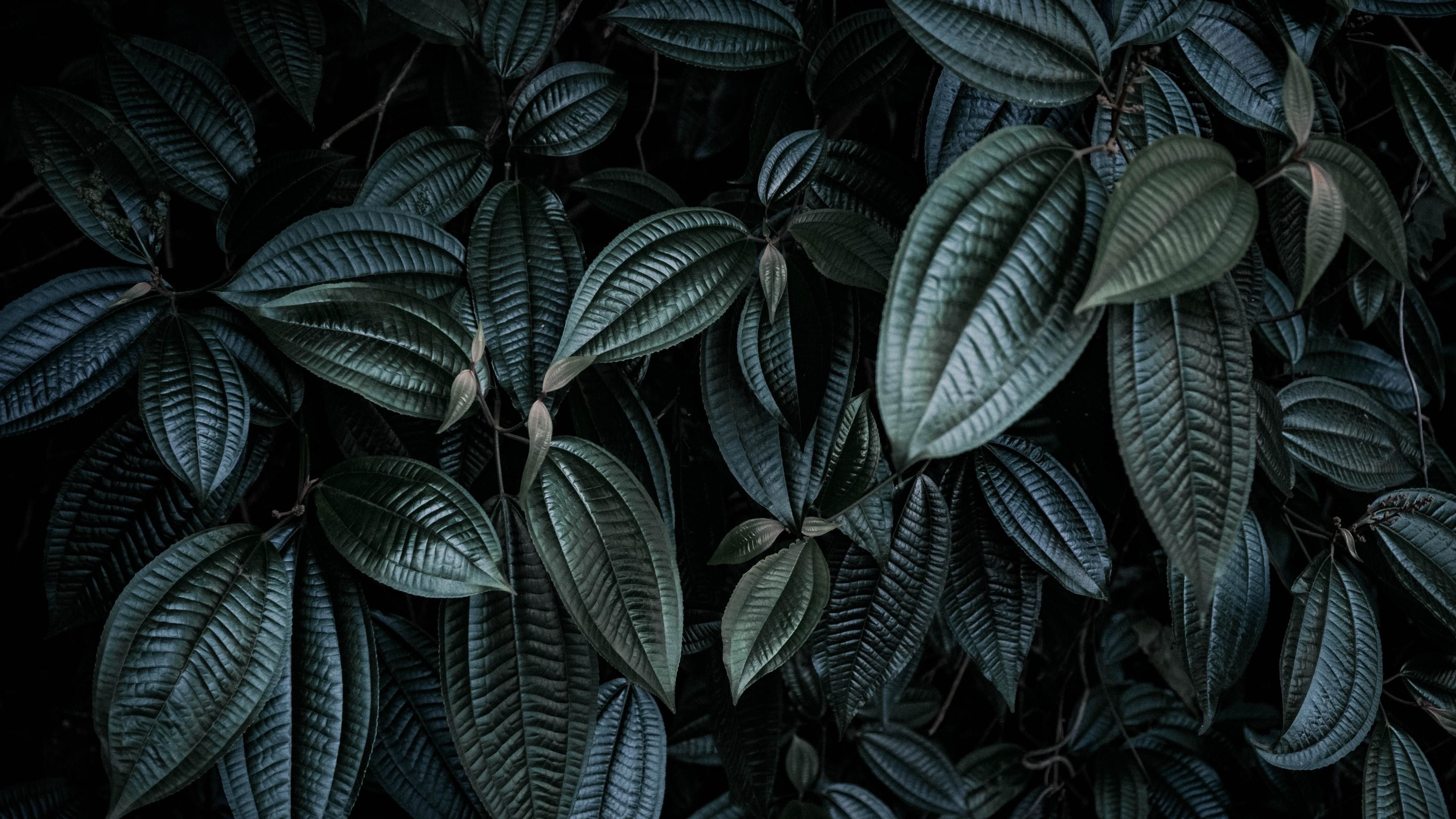 Green Leaf: Dark Green leaves of a jungle plant, Beauty of nature. 3840x2160 4K Background.