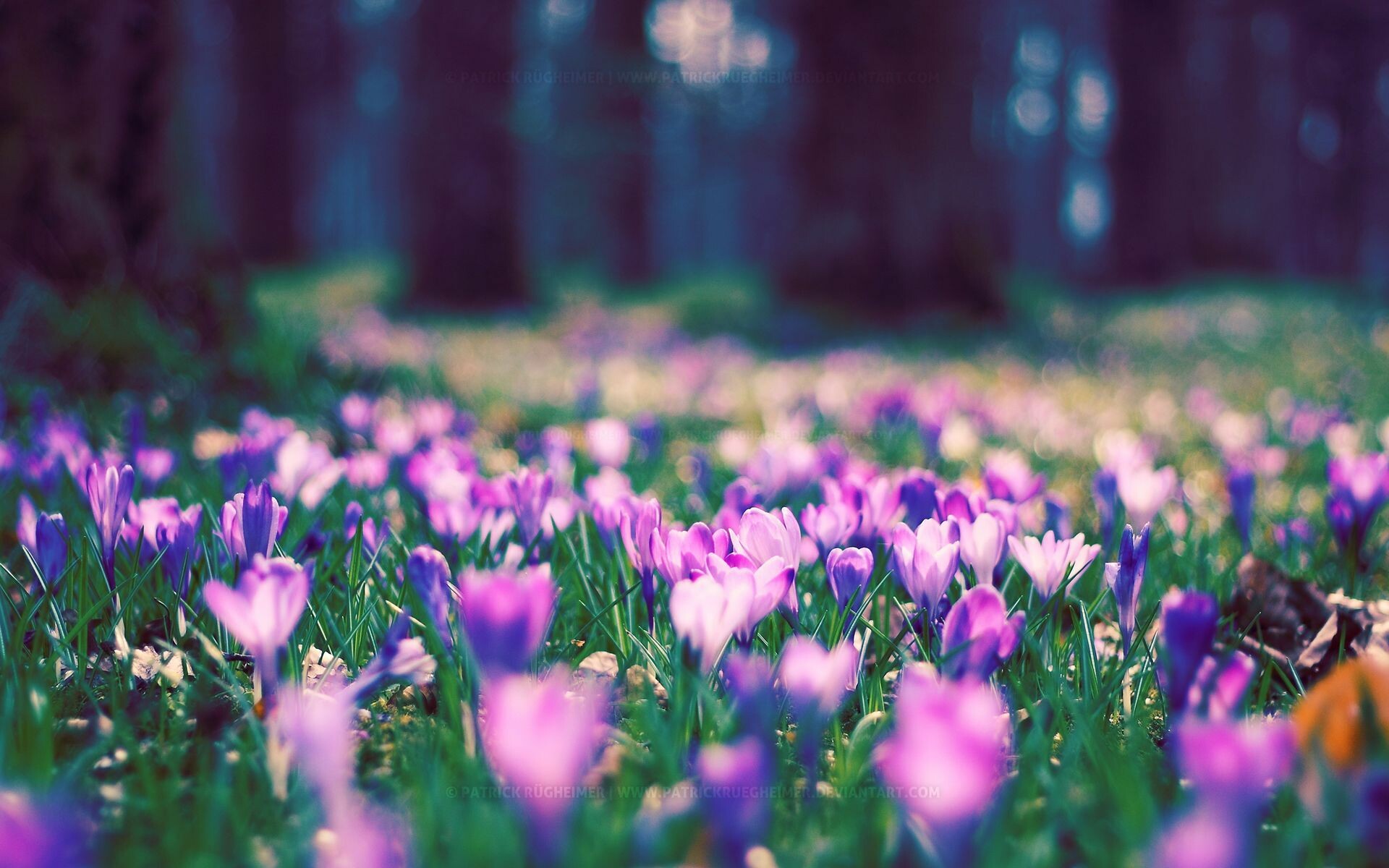 Spring: May, The first day of the season marks the beginning of Nowruz, the Persian New Year. 1920x1200 HD Background.