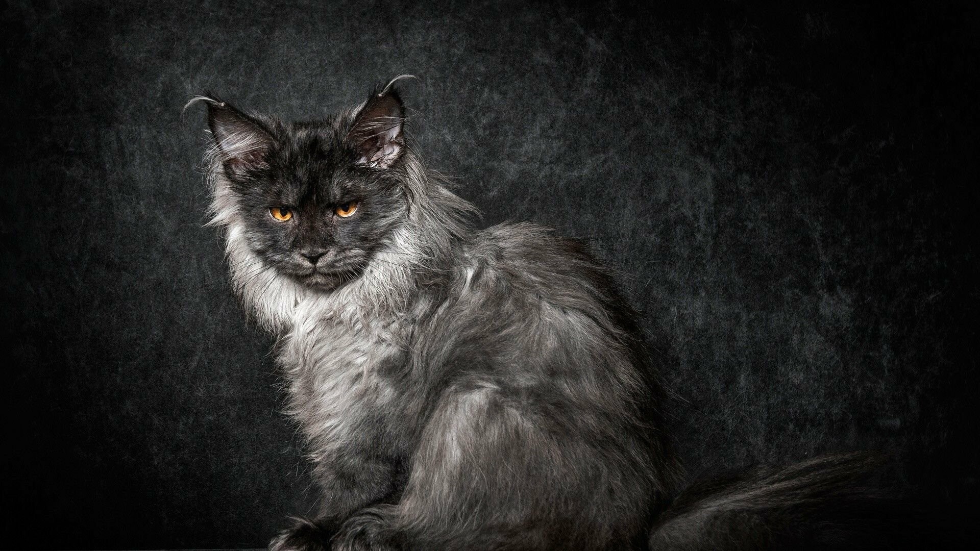 Maine Coon: A large, intelligent, affectionate pet who loves their people. 1920x1080 Full HD Background.