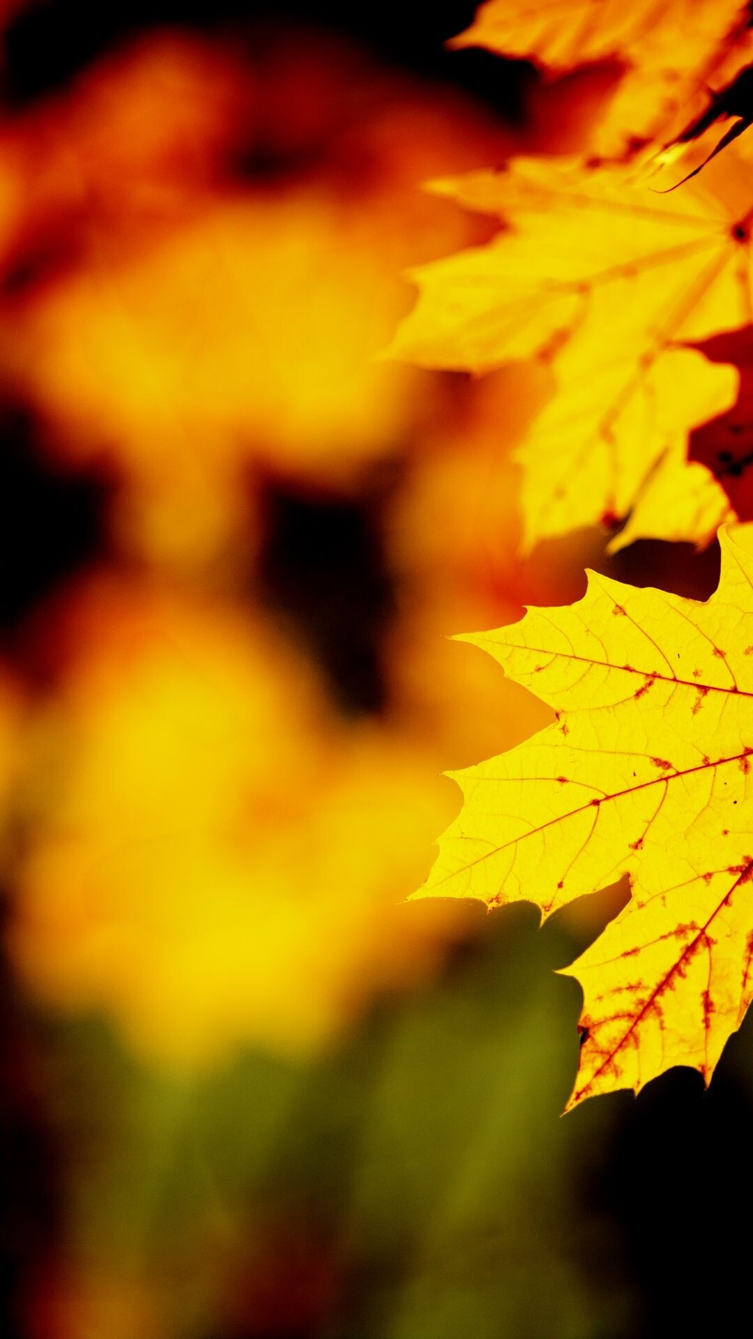 Gold Leaf: Blurred gold light, Yellowish color of autumn maple tree, Chlorophyll breakdown. 1080x1920 Full HD Background.