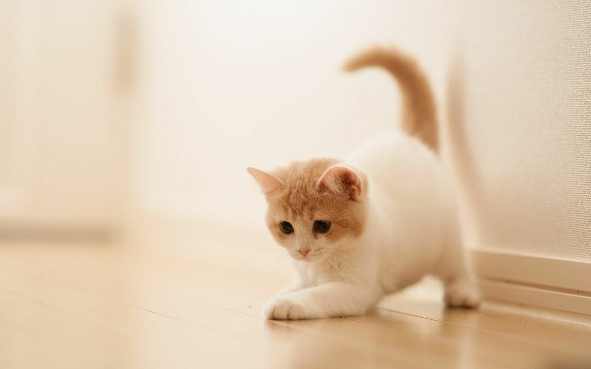 Kitten: Small to medium-sized cats, Carnivore. 1920x1200 HD Wallpaper.