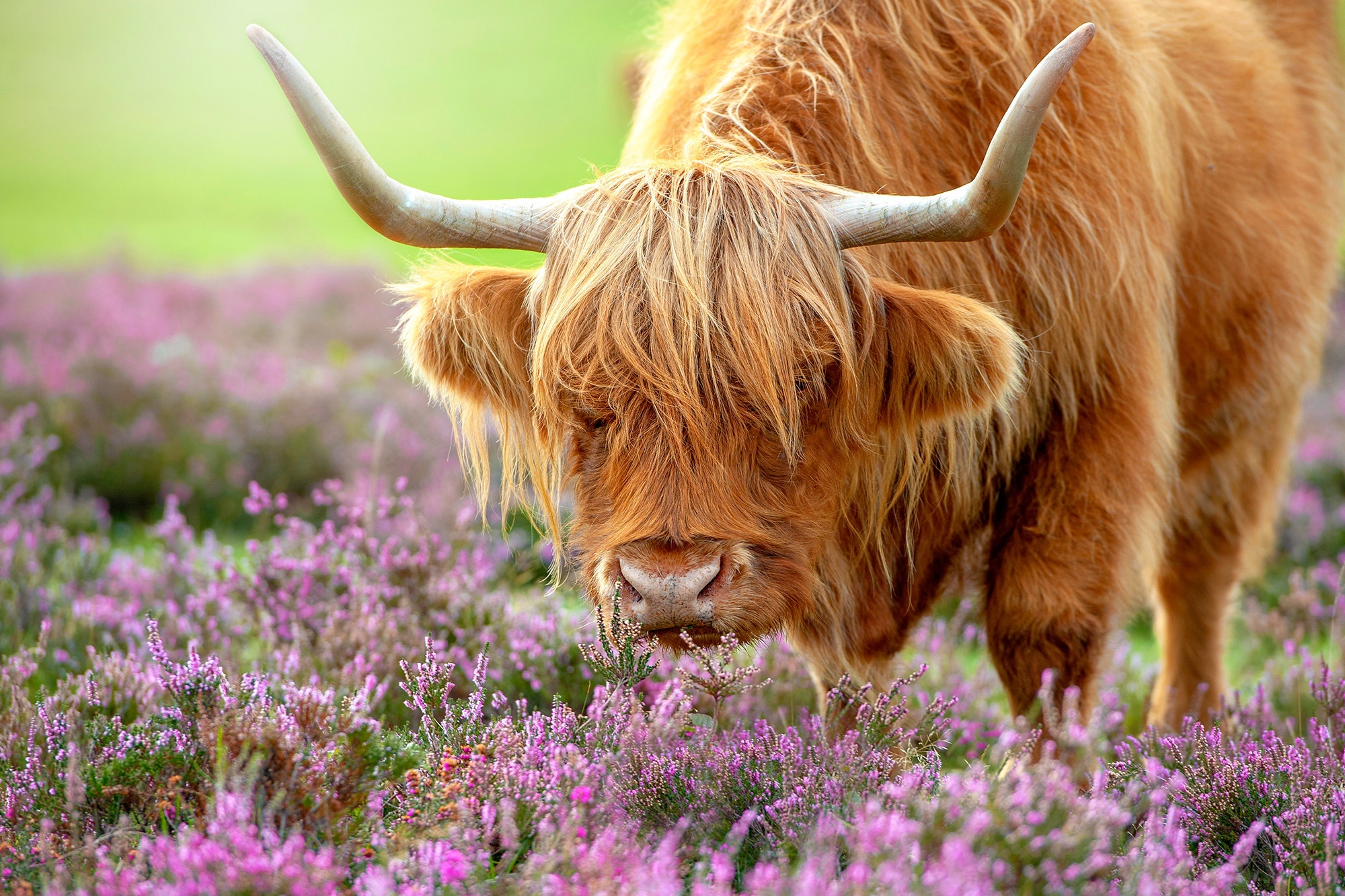 Flowers cow bull, Scottish heather, 2000x1340 HD Desktop