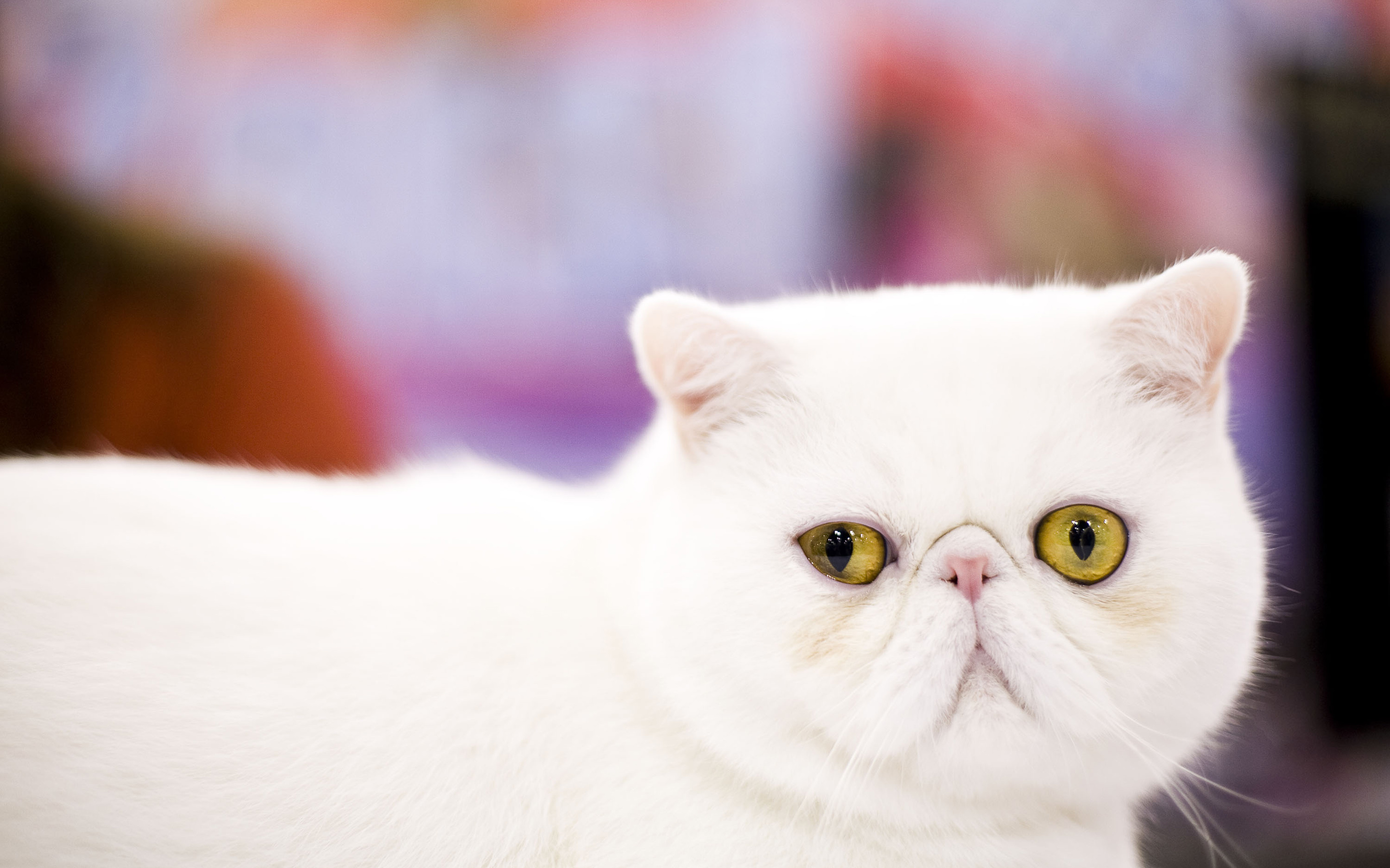 Exotic Shorthair Cat: It is similar to the Persian in many ways, including temperament and conformation, a flat nose and face with the exceptions of the short dense coat, Pet. 2880x1800 HD Background.