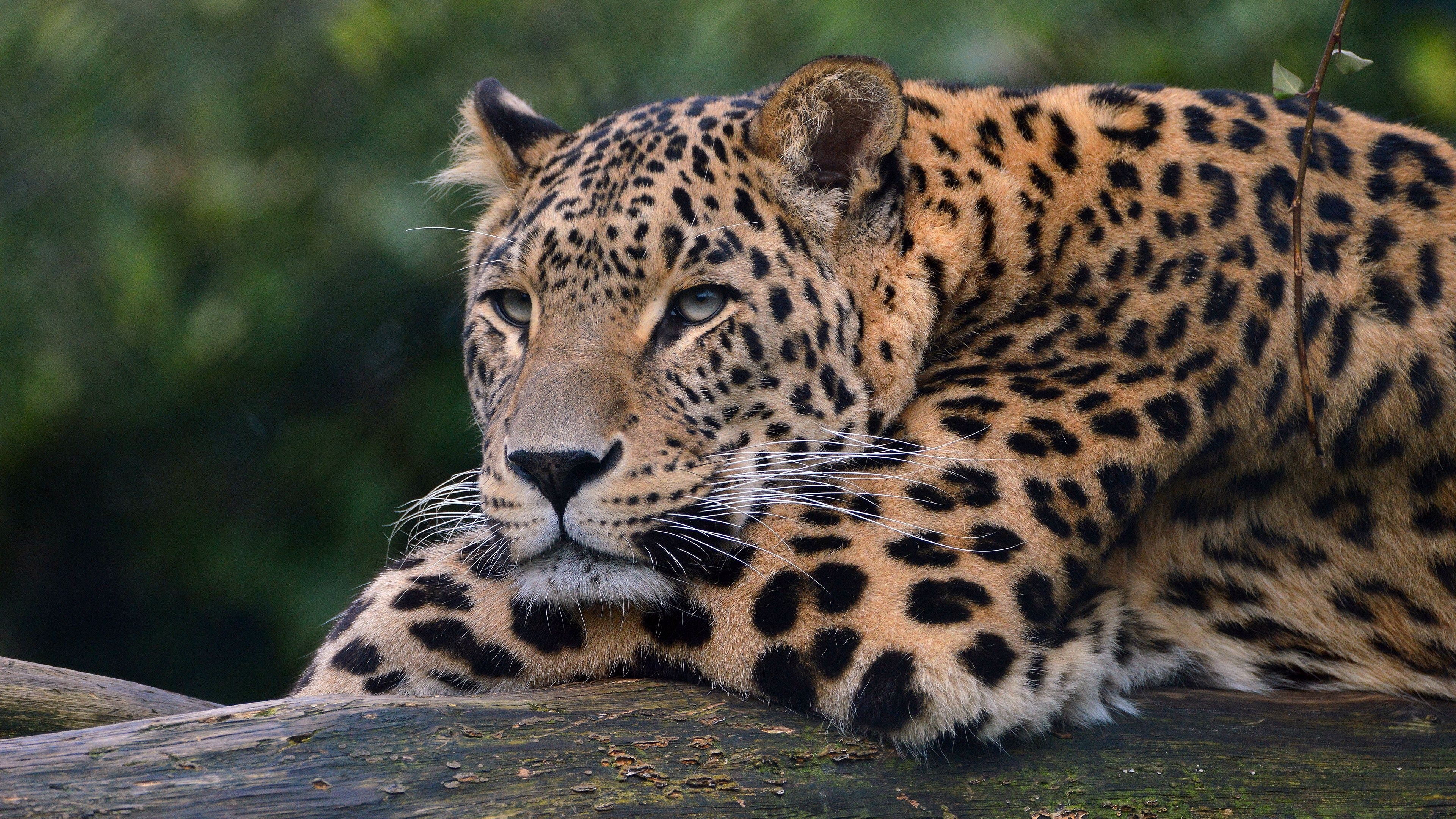 Kruger National Park, Wildlife photography, 4K wallpaper, Animal kingdom, 3840x2160 4K Desktop