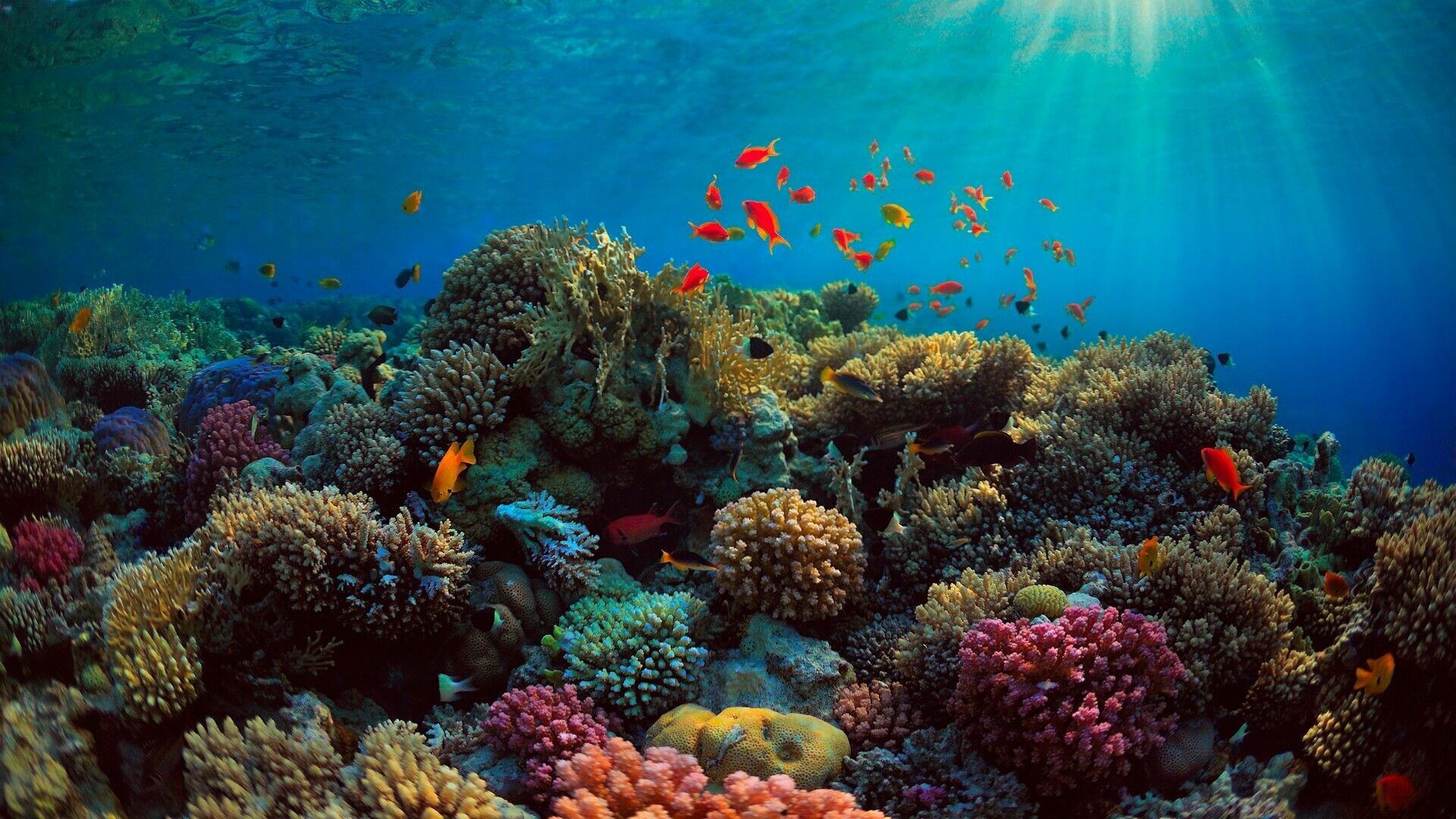 Great Barrier Reef: GBR, Supports an extraordinary diversity of life, including many vulnerable or endangered species. 1920x1080 Full HD Background.