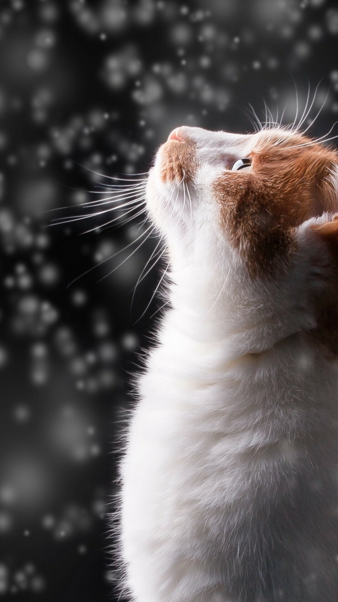 Cat watching the snow, HD wallpaper, Cozy and warm, Winter wonderland, 1080x1920 Full HD Phone