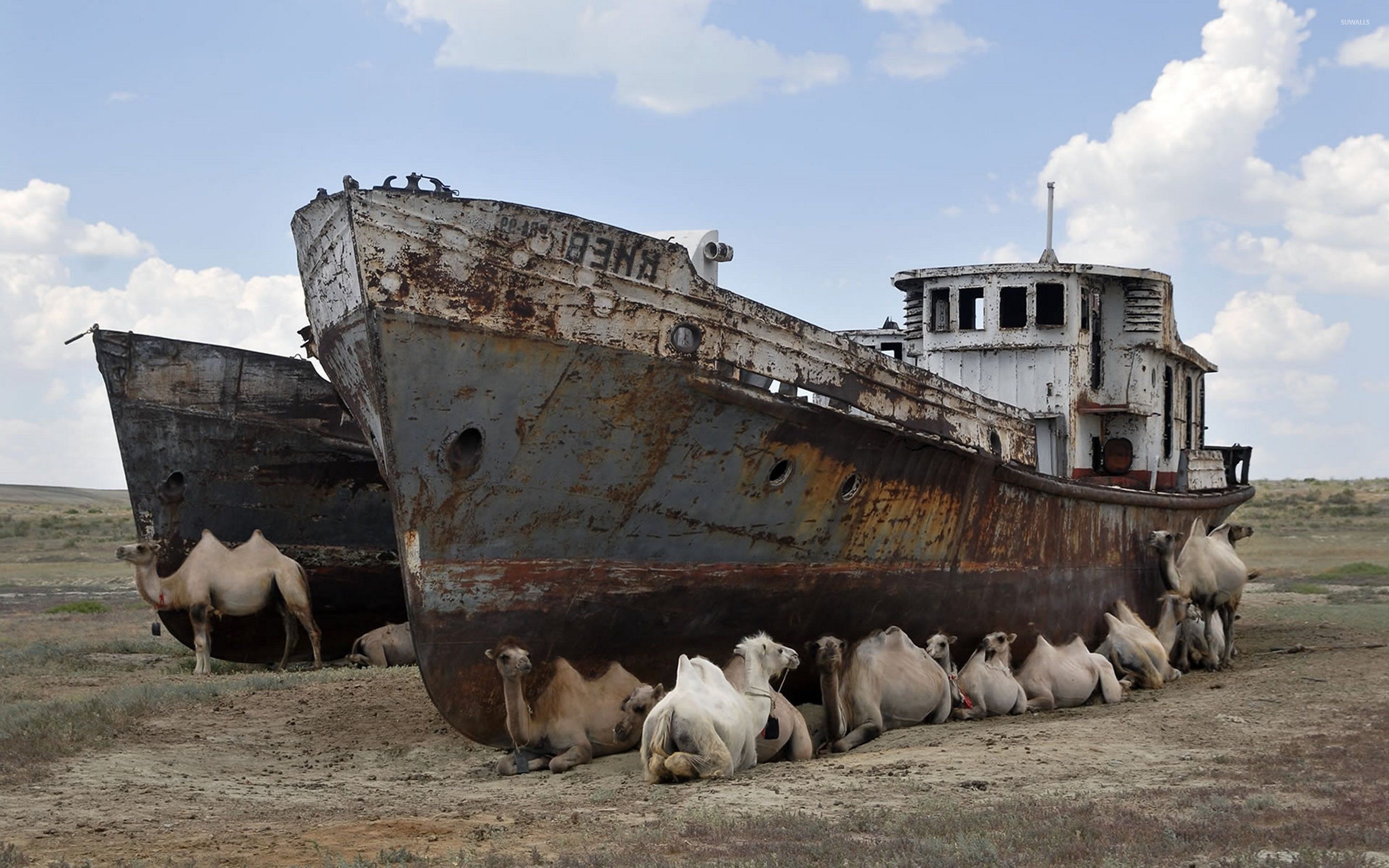 Uzbekistan, Camels, Abandoned ships, Wallpaper world, 2880x1800 HD Desktop