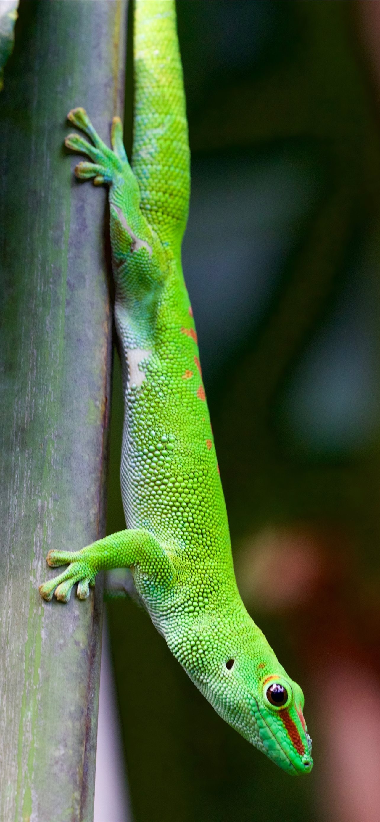 Gecko: Small chiefly tropical and nocturnal insectivorous lizards, Family Gekkonidae. 1290x2780 HD Wallpaper.