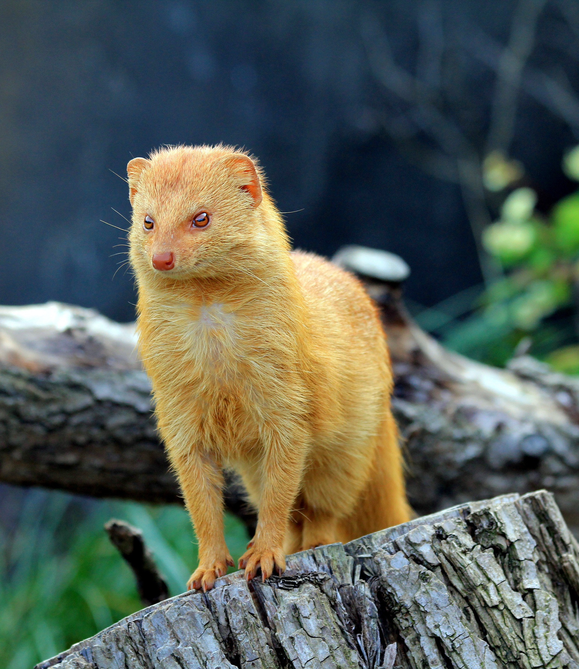 Mongoose, Burrowing mammals, Vibrant pictures, Wild animal photography, 2000x2320 HD Handy