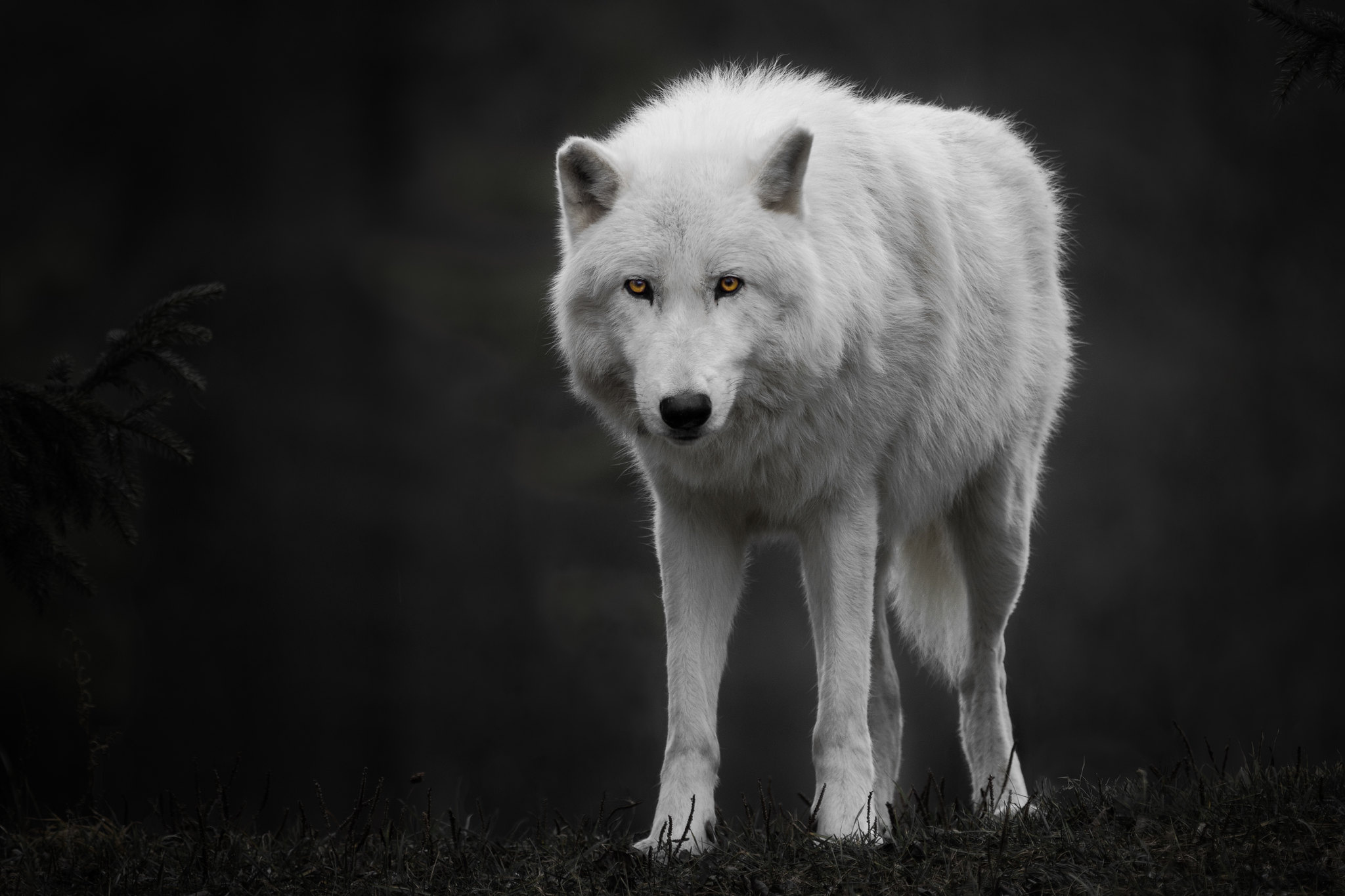 Arctic Wolf, Awe-inspiring creature, Arctic wilderness, Elegant predator, 2050x1370 HD Desktop