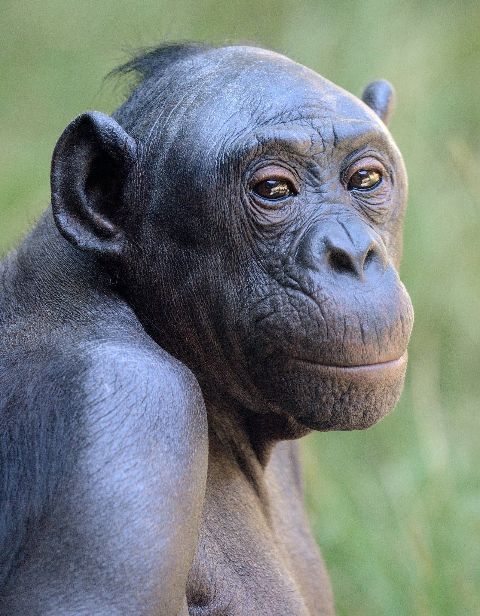 Bonobo, Welcome to the world of primates, Bonobo kingdom exploration, Wild animal sanctuary, 1600x2050 HD Phone