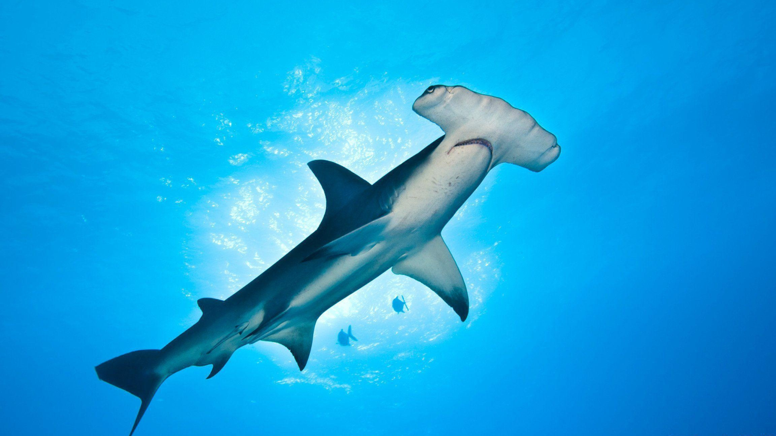 Hammerhead sharks, Ocean predators, Unique shark species, Underwater creatures, 2560x1440 HD Desktop