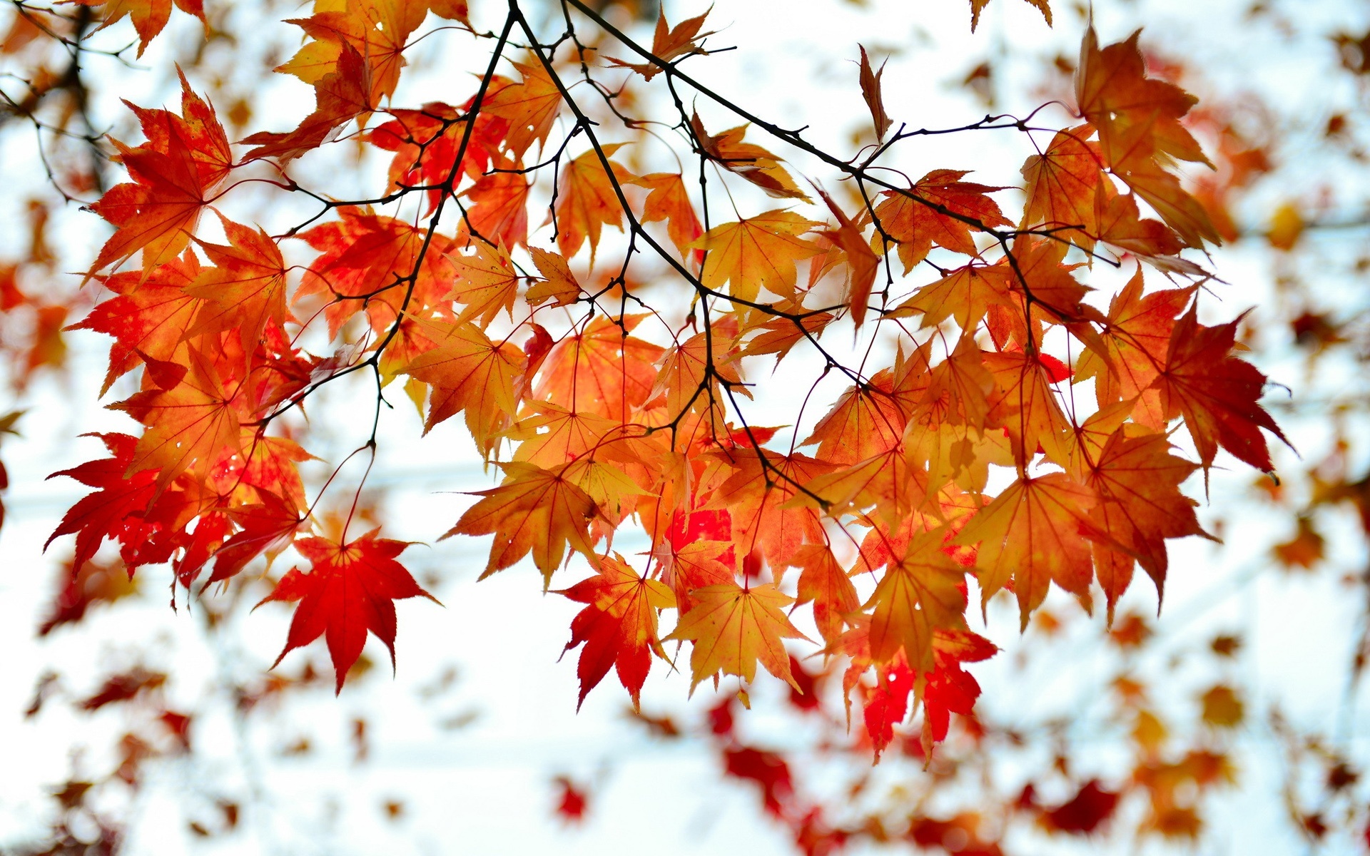 Autumn branch, Red maple leaves, Natural beauty, Captivating scenery, 1920x1200 HD Desktop