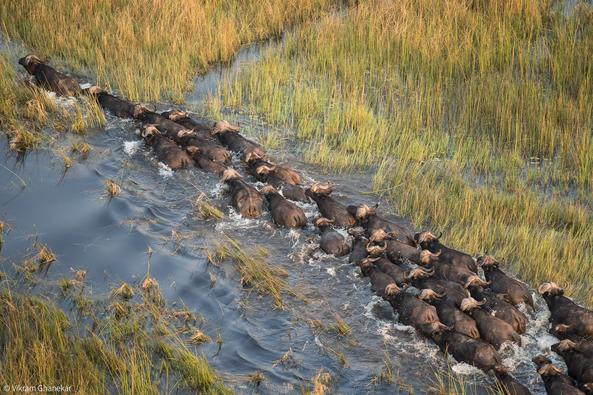 Erkundung der Tierwelt des Okavango-Deltas, 1920x1280 HD Desktop