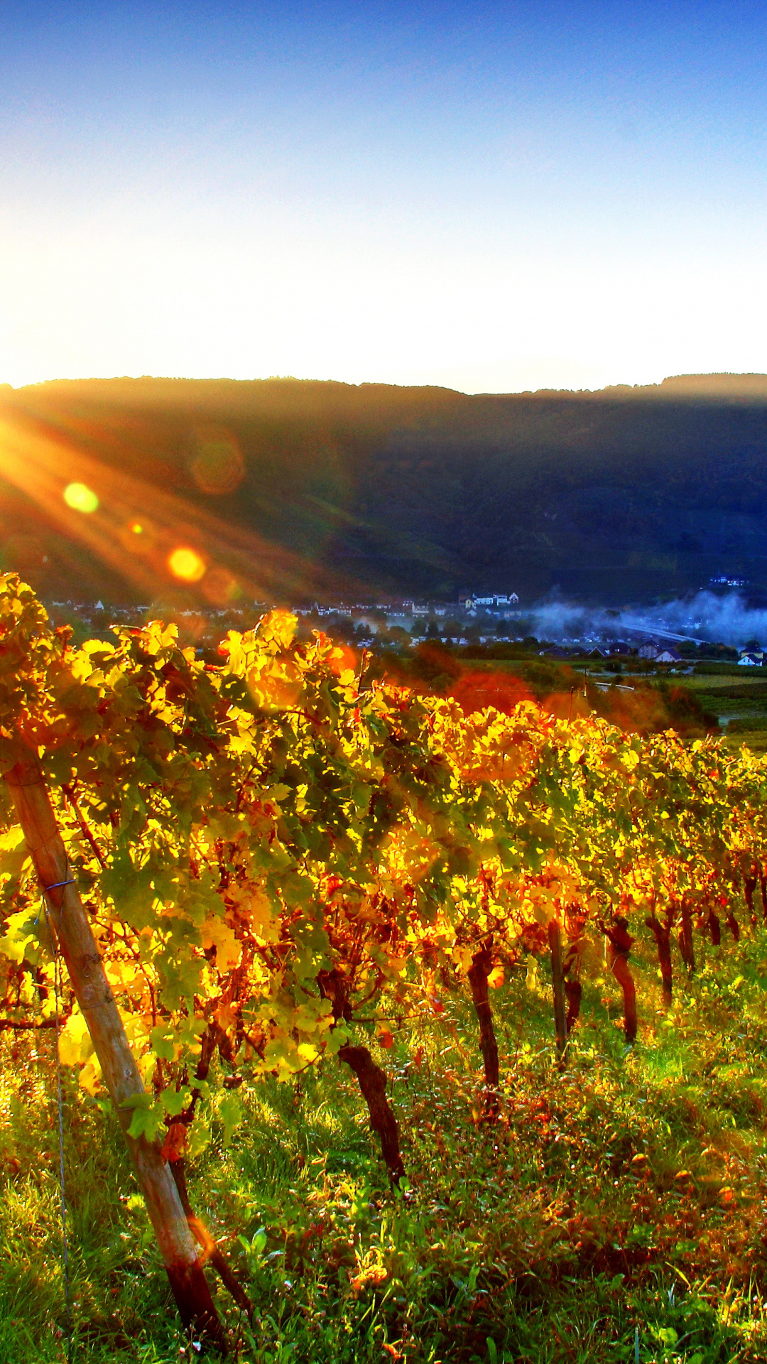 Gorgeous vineyard view, Sunny skies, Mobile wallpaper, ForWallpaper.com, 1080x1920 Full HD Phone