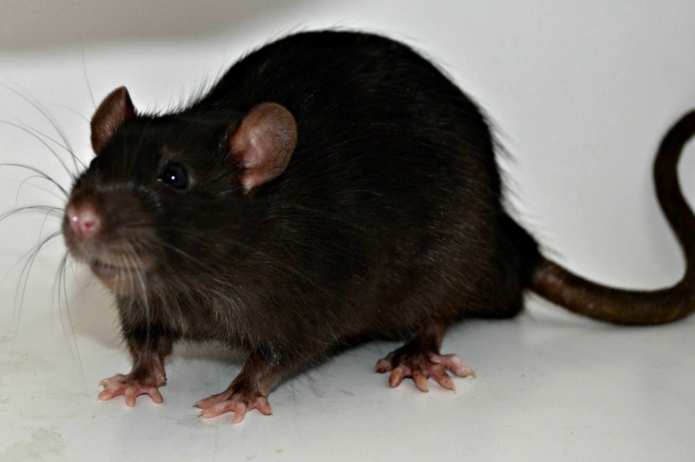 Black Rat Photography, Animal Mouse, Free Stock Photos, Rodent World, 2220x1480 HD Desktop