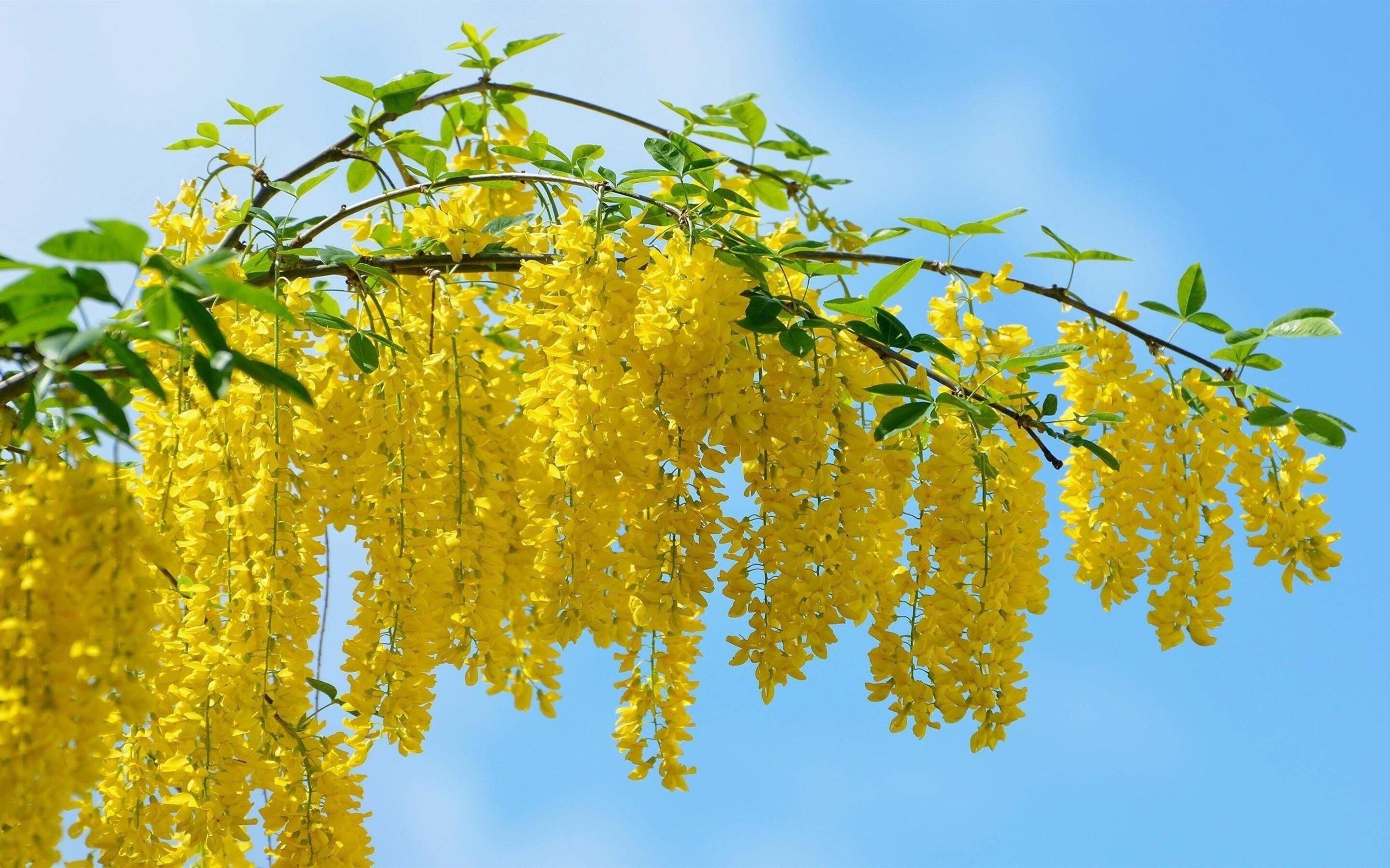 Acacia Tree, Yellow beauty, Nature's tranquility, Tree's grace, 2880x1800 HD Desktop