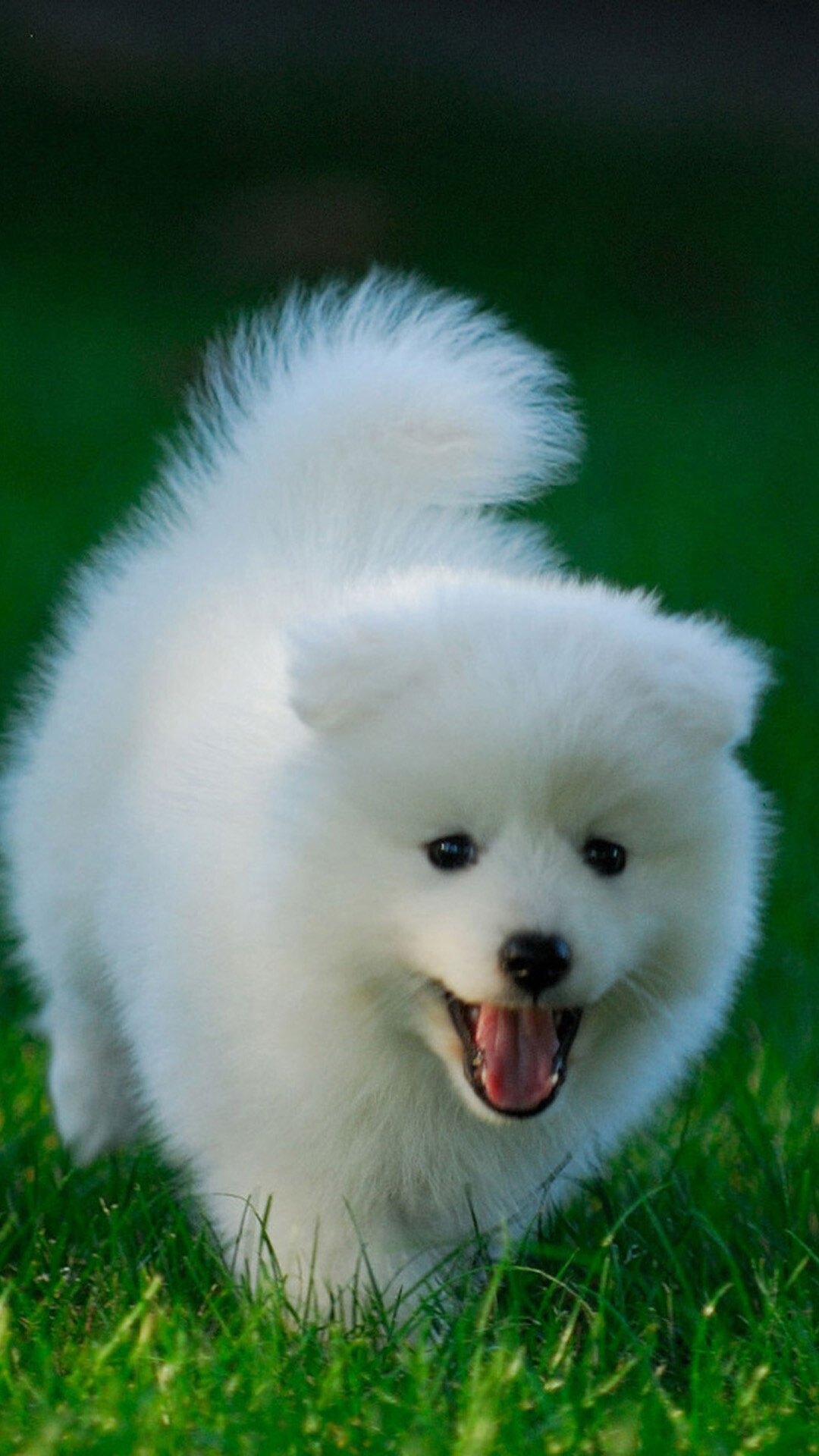 Puppy: Samoyeds have a dense, double layer coat, A young dog. 1080x1920 Full HD Wallpaper.