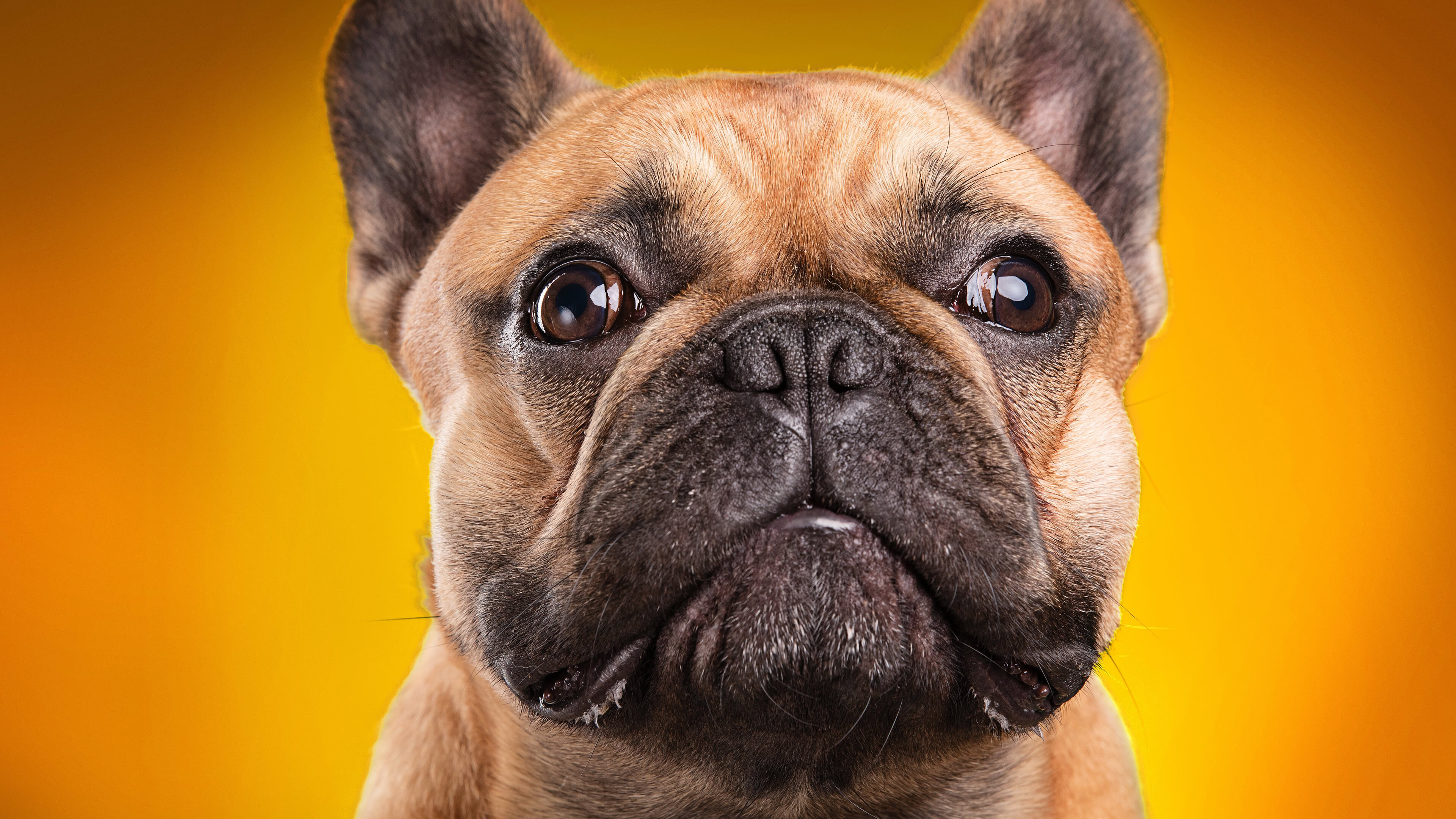 French Bulldog: A breed of companion dog or toy dog, Mammal, Animal. 3840x2160 4K Wallpaper.