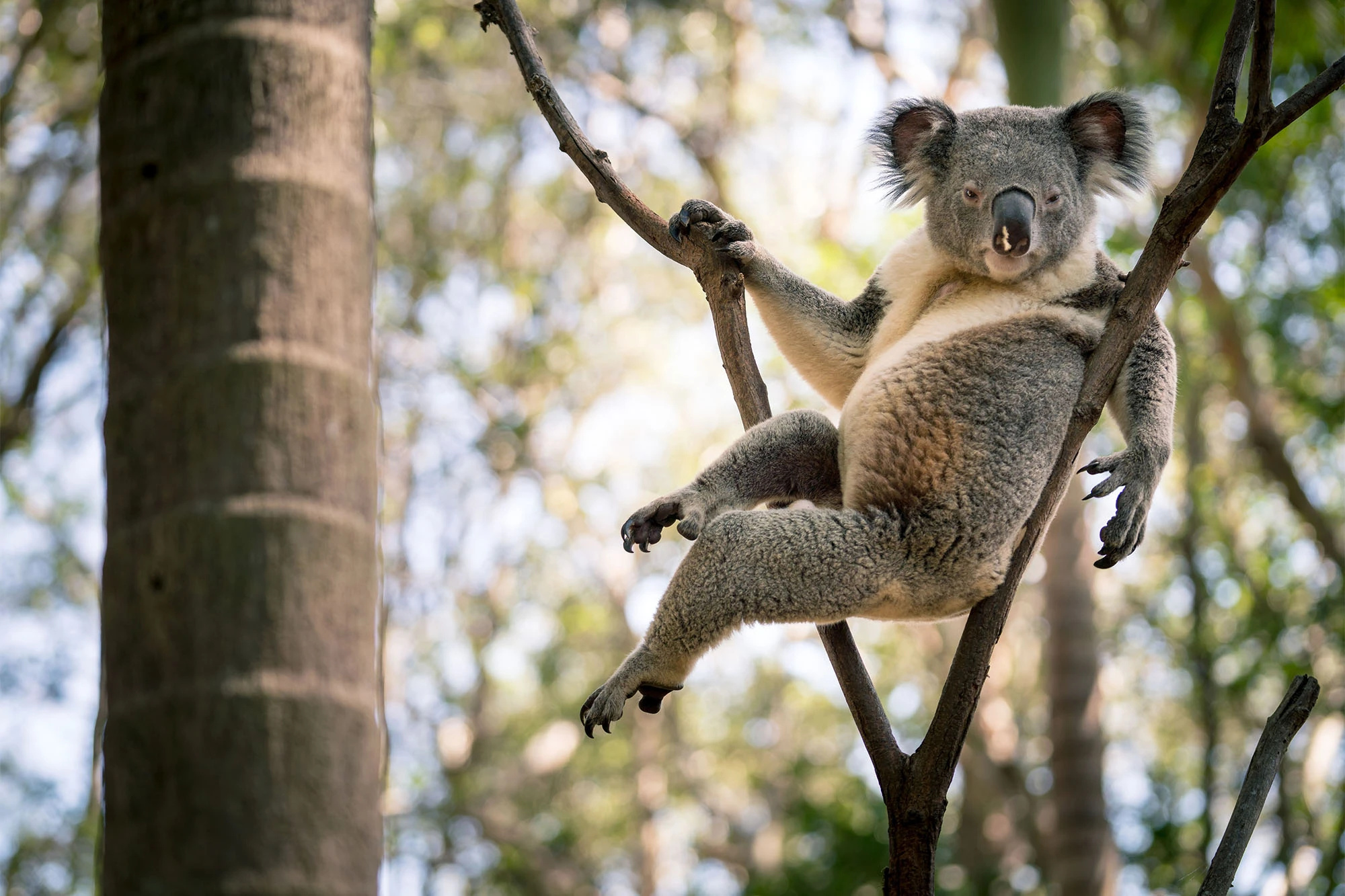 Koala's hanging pose, Playful acrobatics, Curious moment captured, Adorable flexibility, 2000x1340 HD Desktop