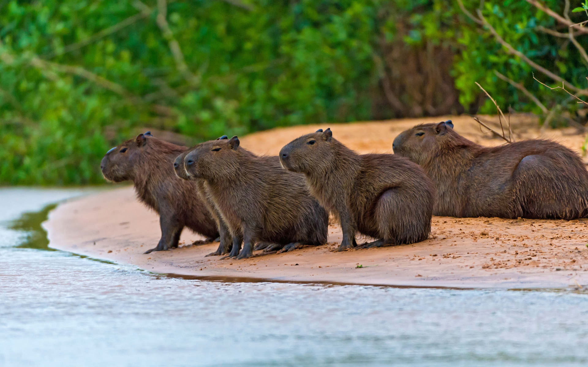 Capybara wallpaper, Widescreen desktop, Rodent picture, Full HD, 1920x1200 HD Desktop
