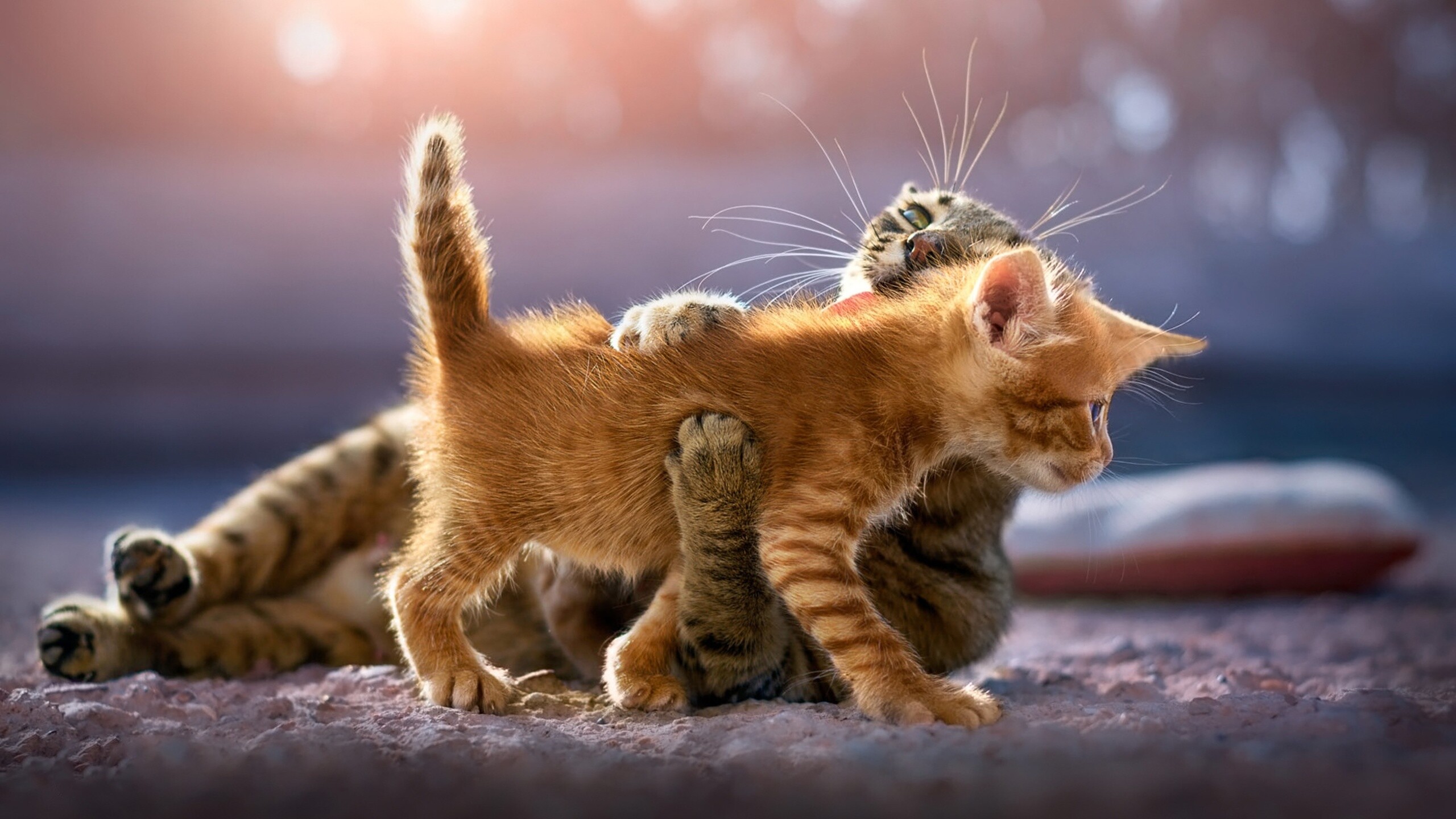 Kitten: Domestic cats, Highly social animals and usually enjoy human companionship. 2560x1440 HD Background.