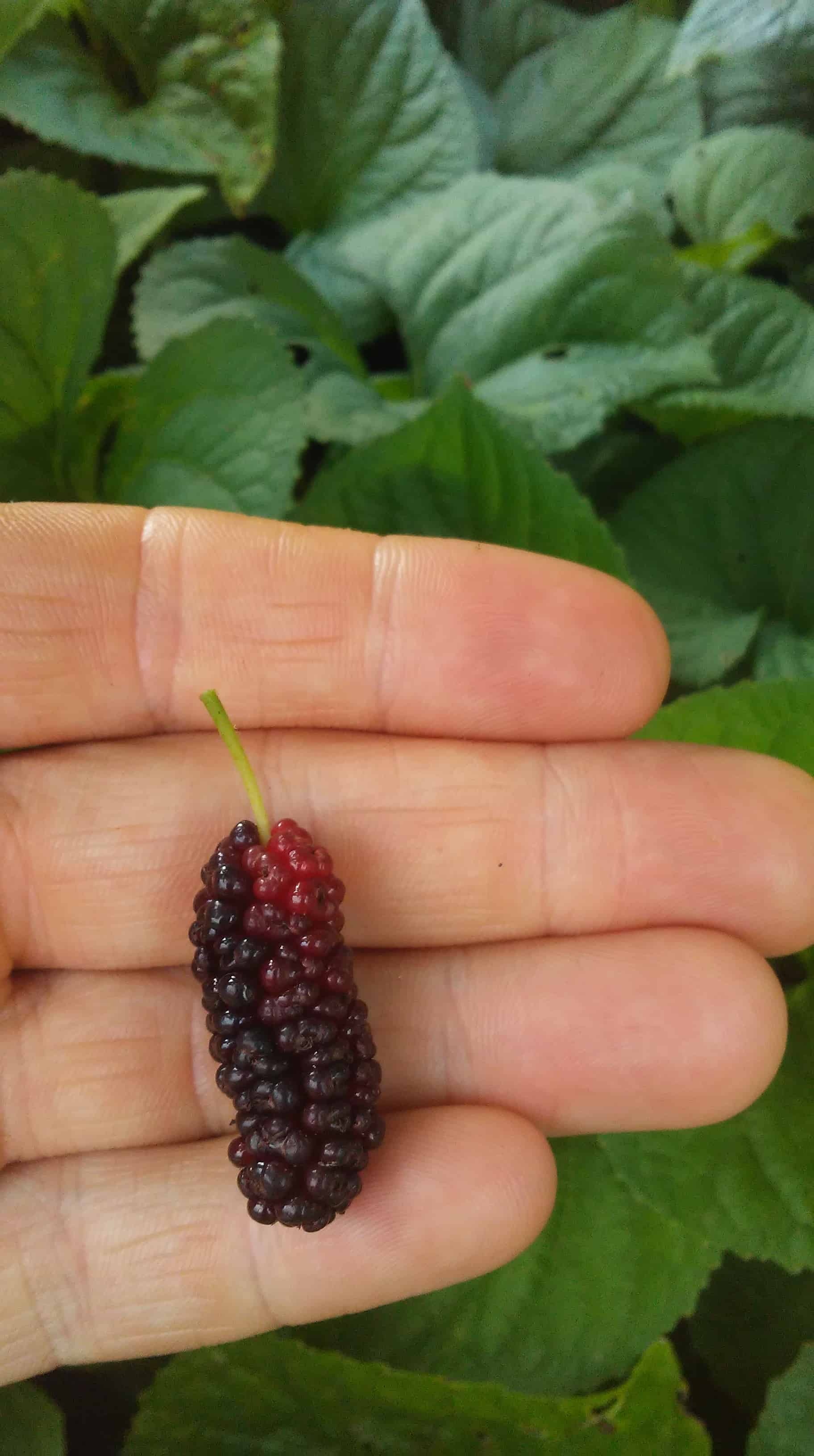 Geraldi dwarf mulberry tree, Organic certification, Peaceful heritage, Sustainable farming, 1830x3270 HD Phone