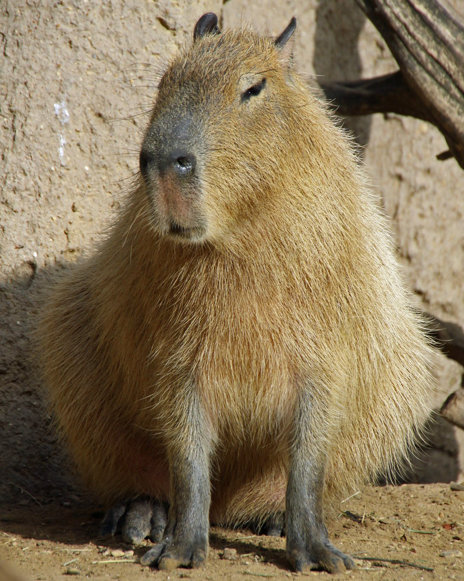 Capybara wallpapers, Animal HQ, 4K pictures, 2019 wallpapers, 1600x2000 HD Phone