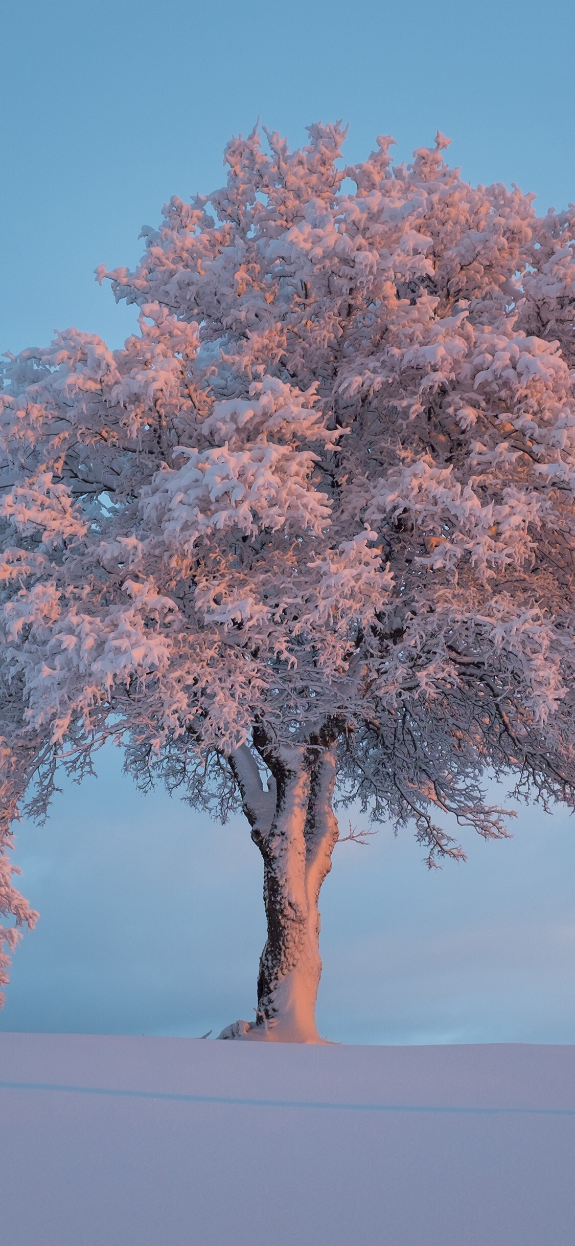 Snow-covered tree, Winter tranquility, Nature's quietude, Serene wonder, 1130x2440 HD Phone