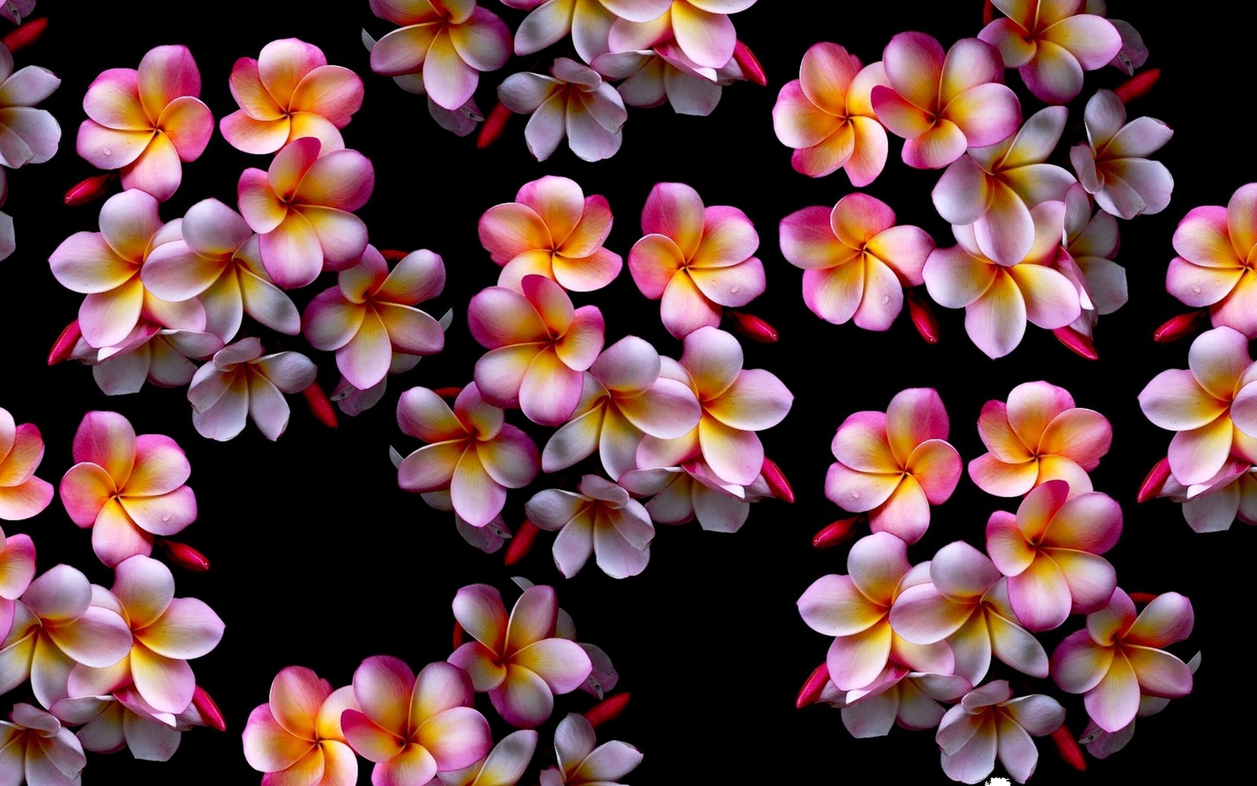 Pink plumeria, Soft and delicate, Beautiful and charming, Lovely flowers, 2560x1600 HD Desktop